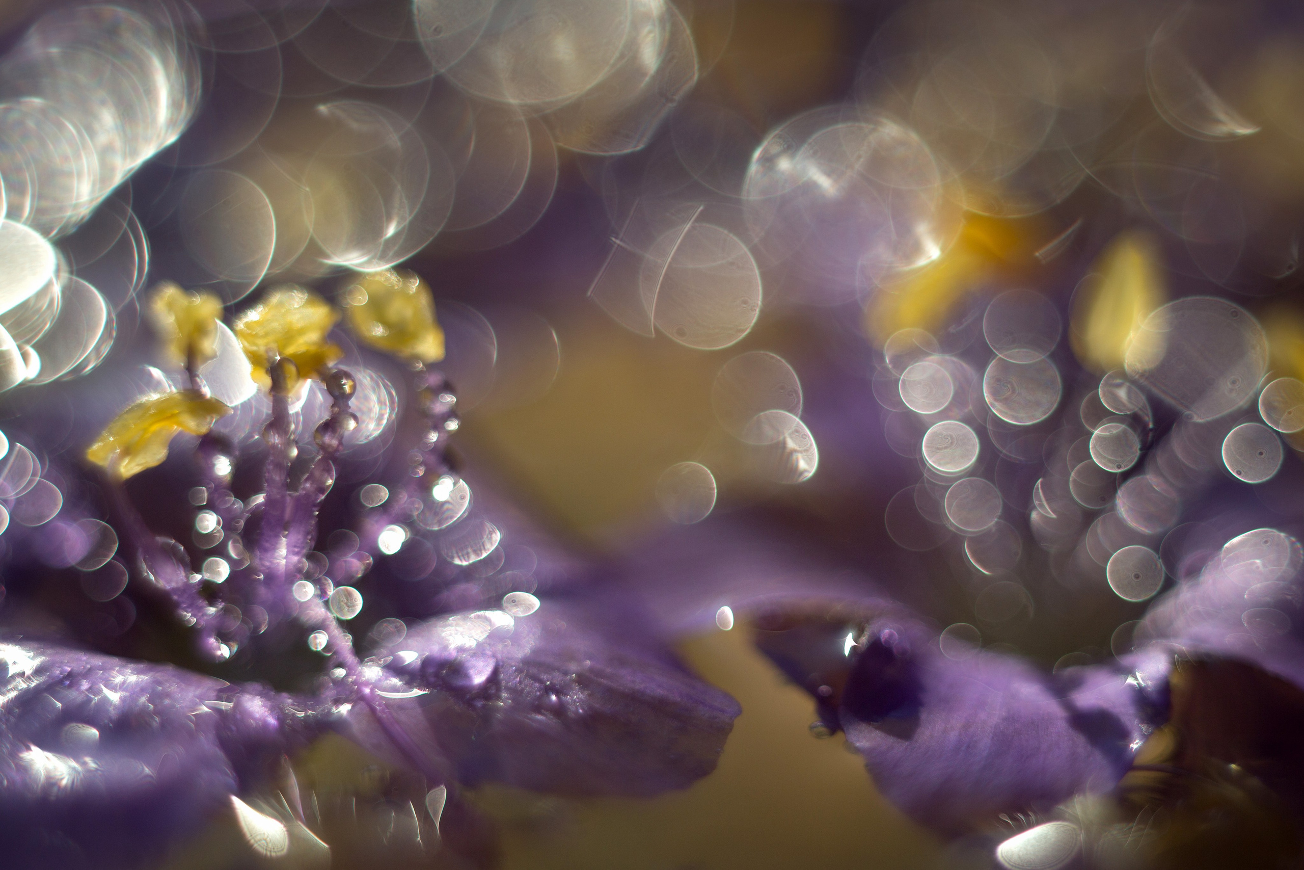 Макро. Фотограф Лагутин Анатолий