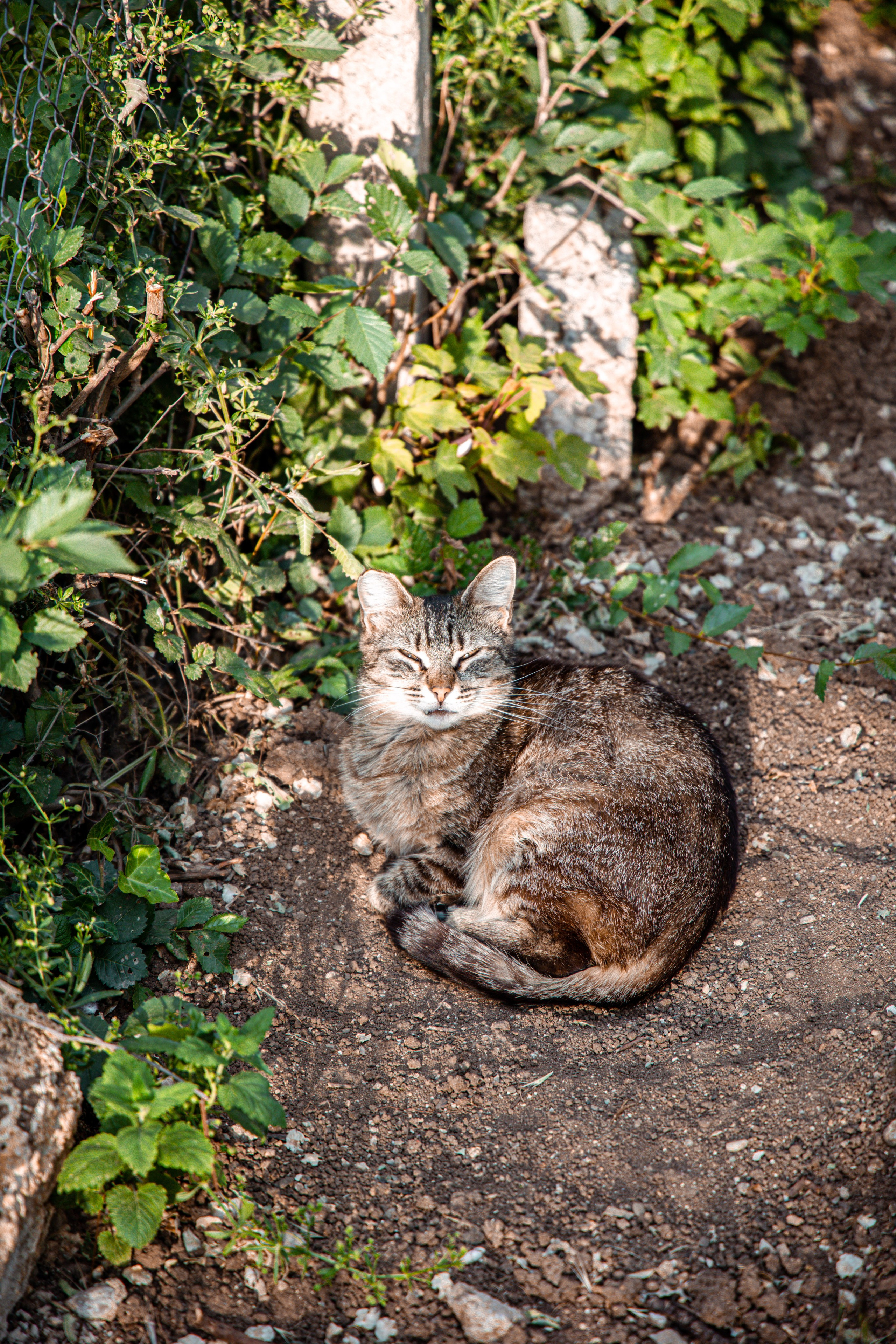 Фотограф Татьяна Марсуверских г. Жуковский, Москва и Мо. Репортажные съёмки, фотосессии,  фотограф анималист, фотосъёмка животных. Фотограф для маркетплейсов, фотоуслуги в Жуковском Татьяна Марсуверских