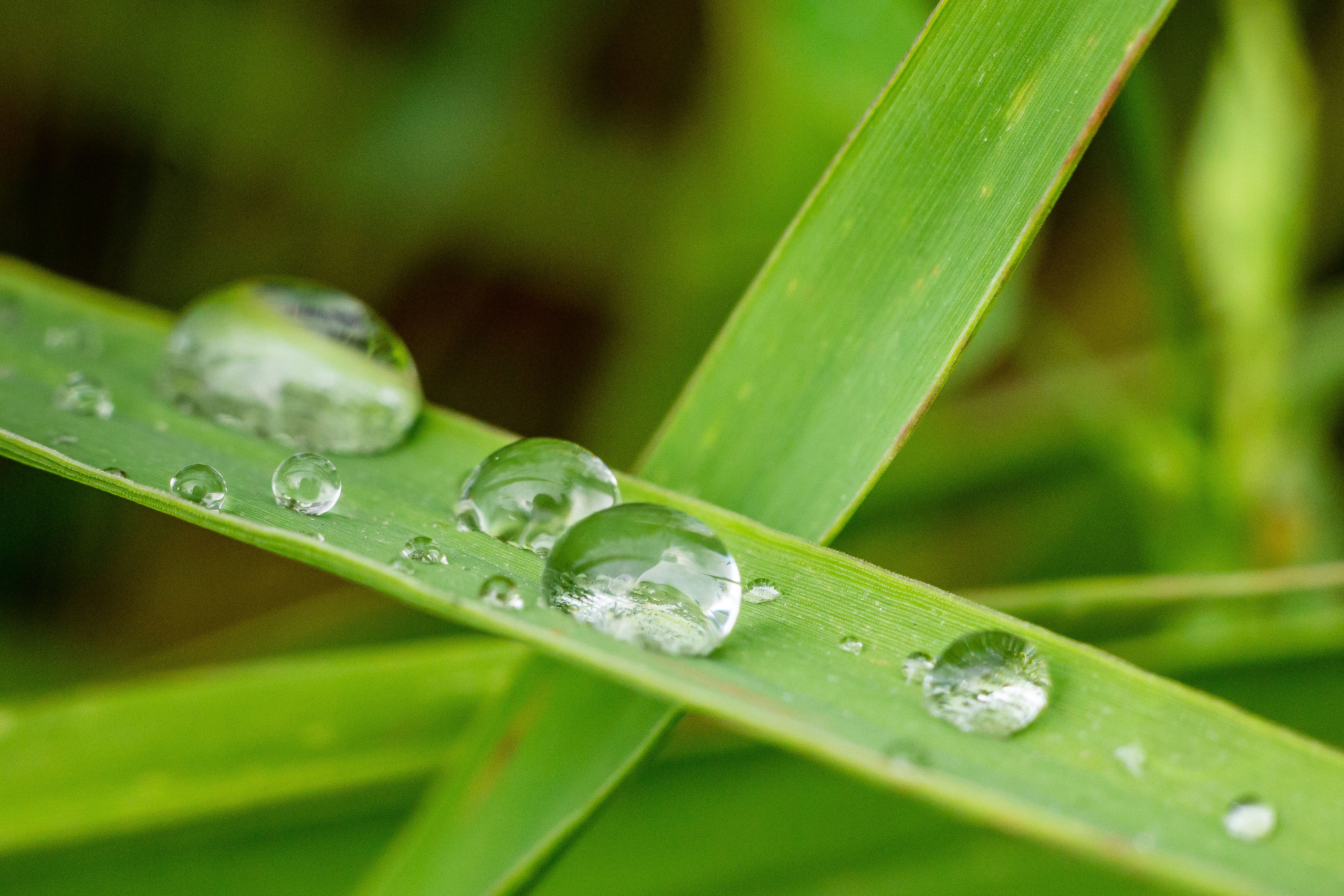 Природа. Семейный и детский фотограф, фотограф новорожденных в Новокузнецке Ири