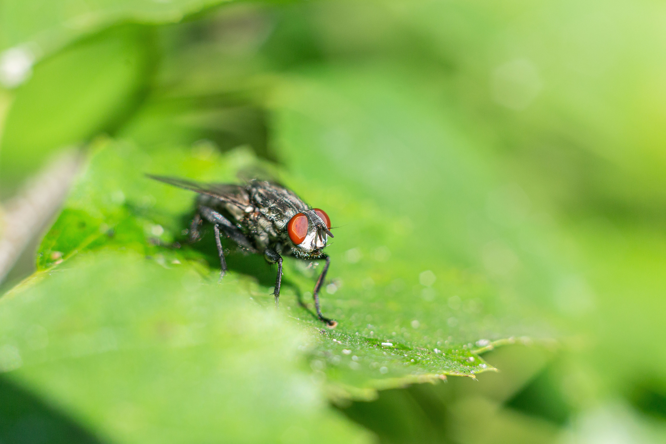 Природа. Семейный и детский фотограф, фотограф новорожденных в Новокузнецке Ири