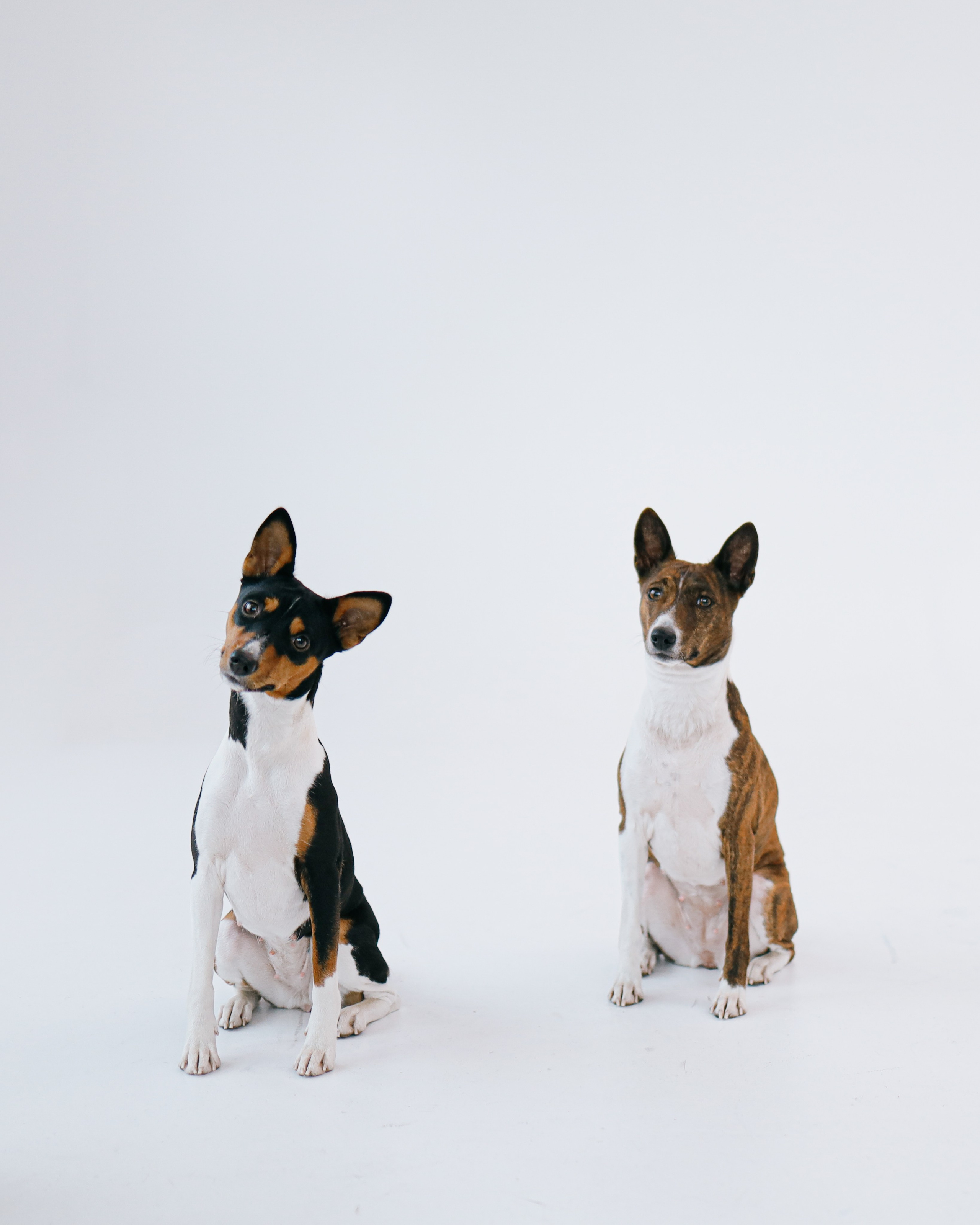 С хвостиками. Портретный фотограф в Москве. Фотосессии с собаками