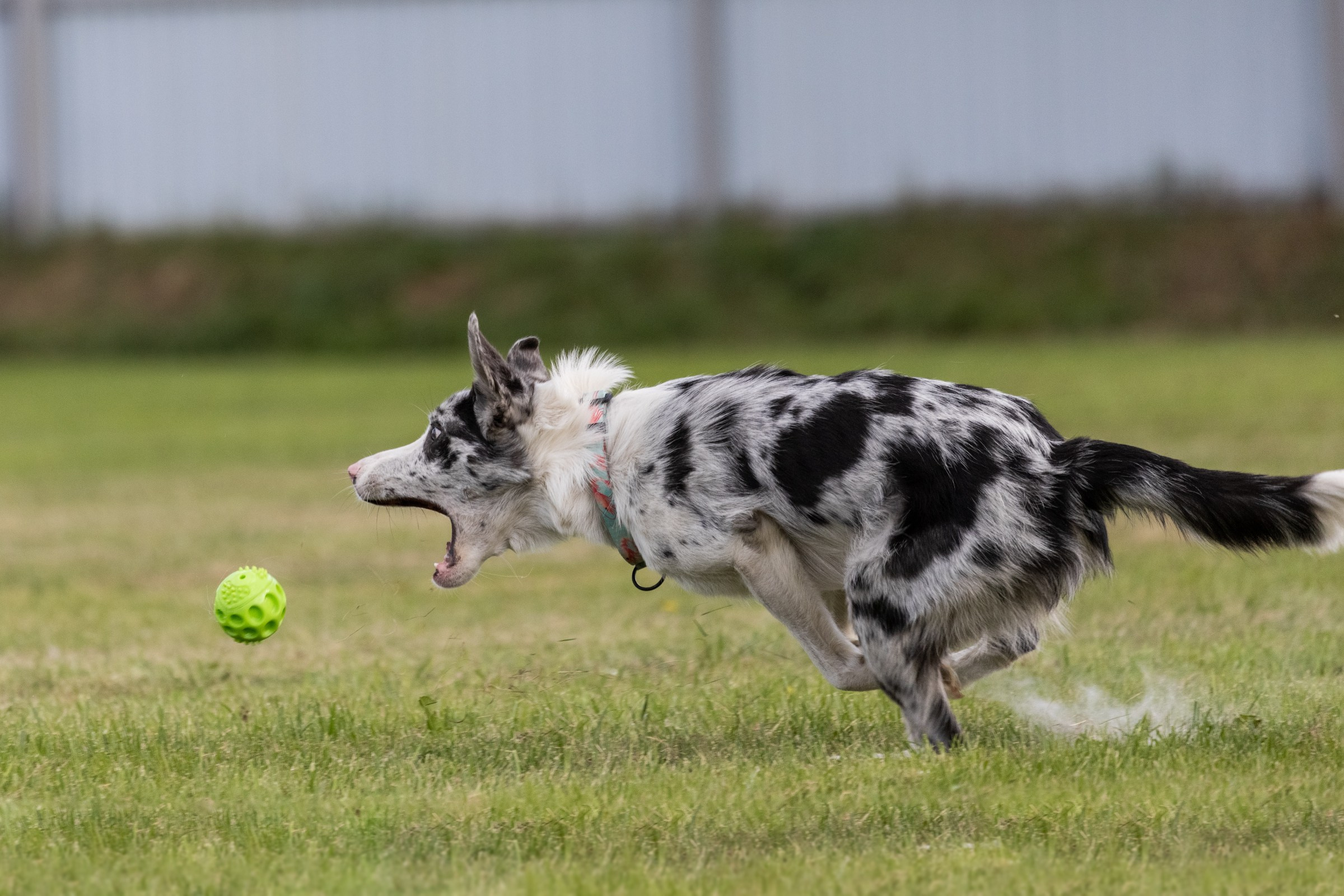 Дог-фризби. Irenephoto.ru