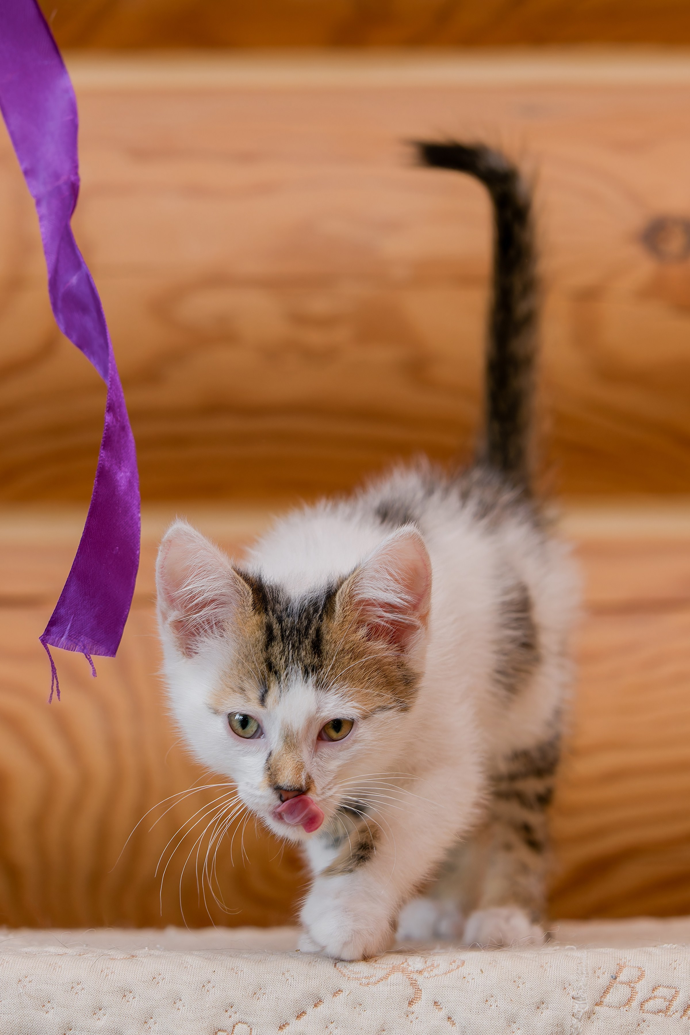 Котята. Irenephoto.ru