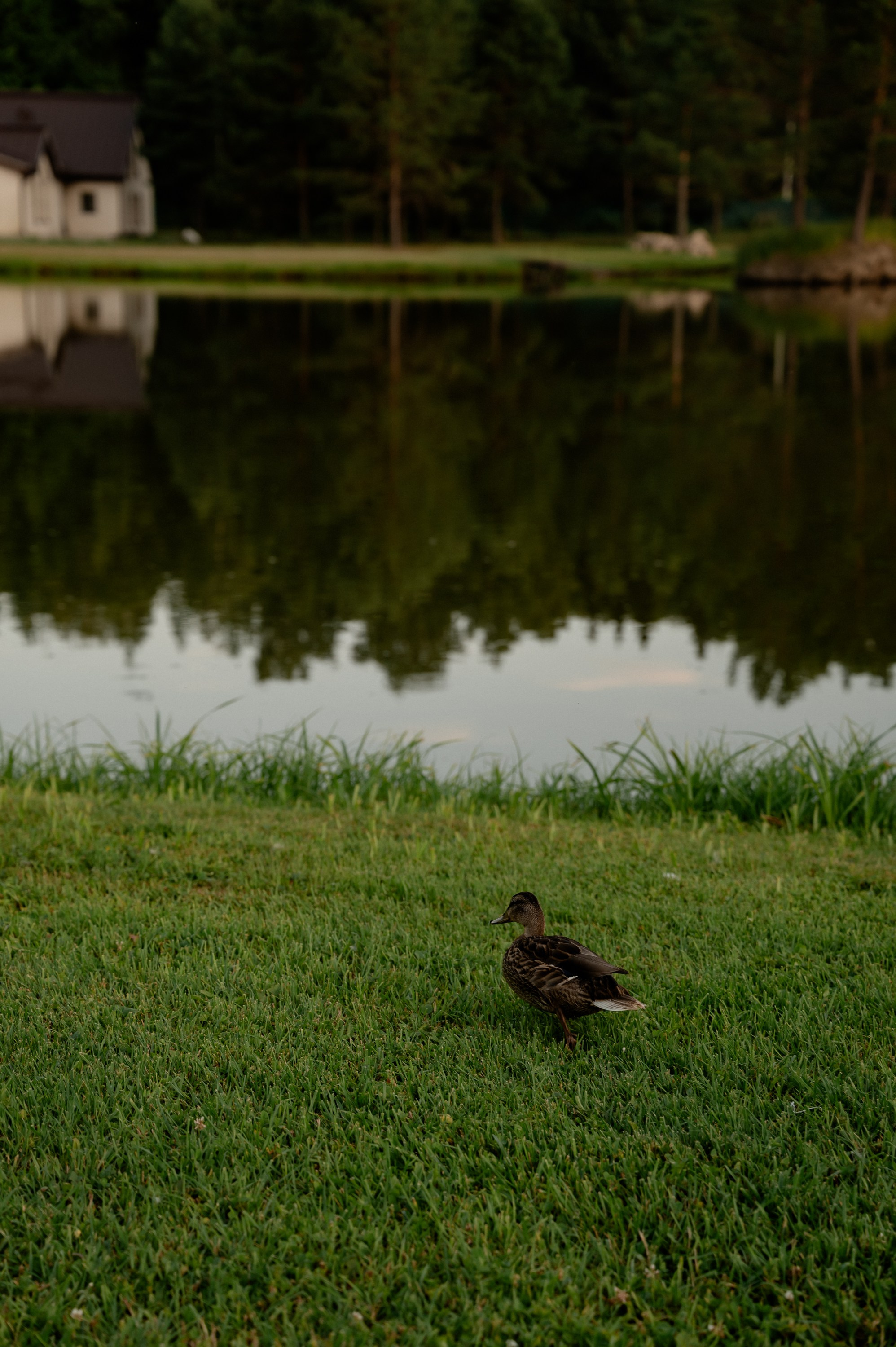 Даниил и Ильсира. Фотограф Анна Пятак