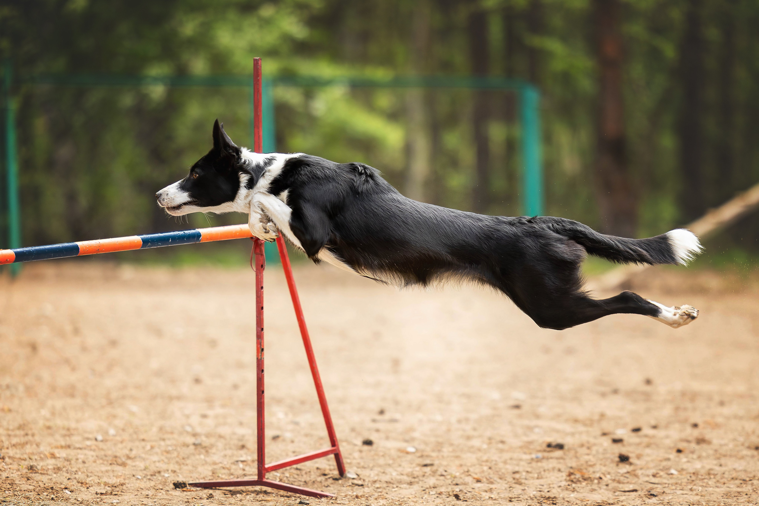 Тренировка аджилити. Фотограф Анималист в Перми Анастасия Остерман