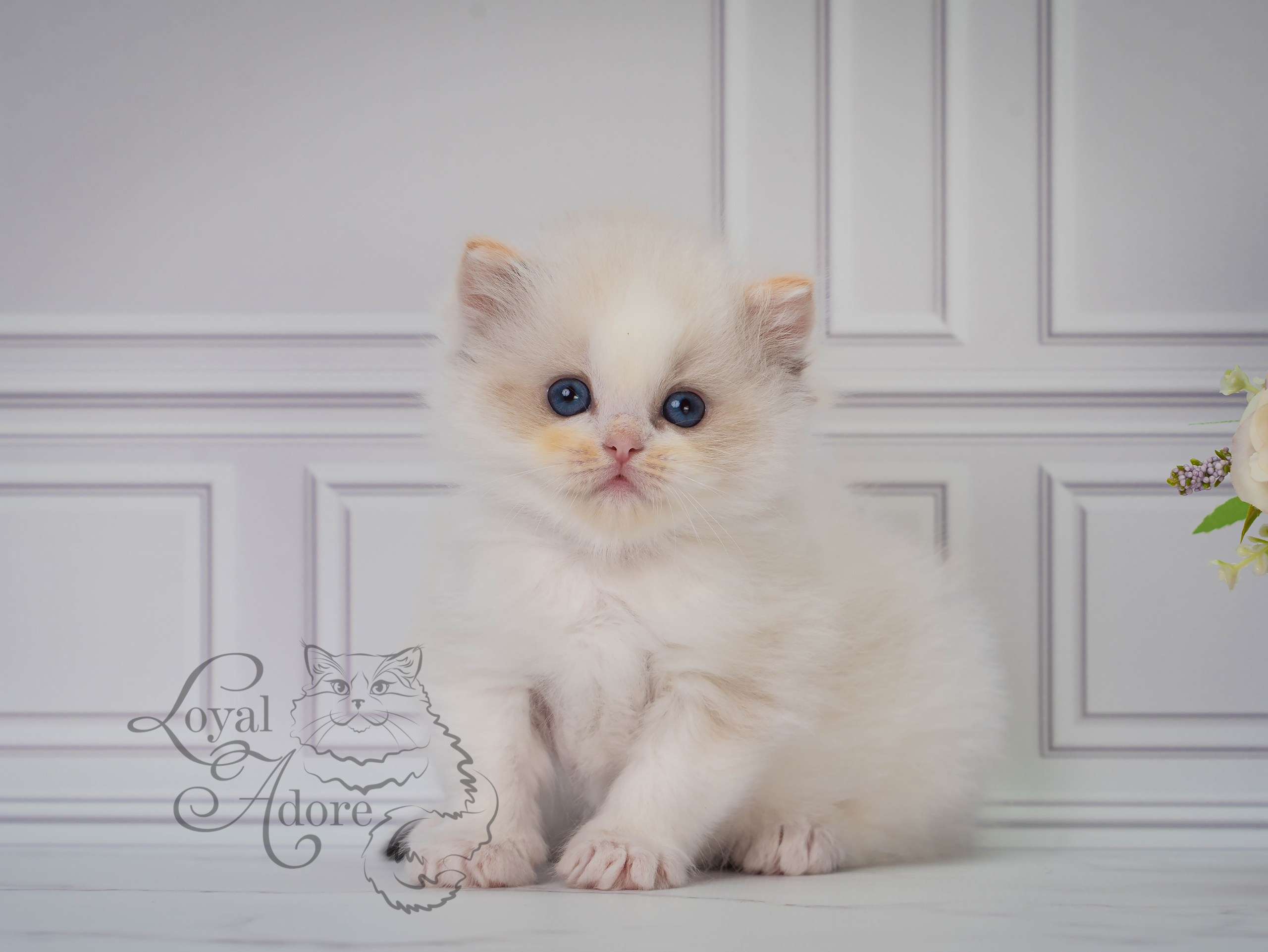 Котята рэгдолл от Loyal Adore. Питомник рэгдолл Loyal Adore