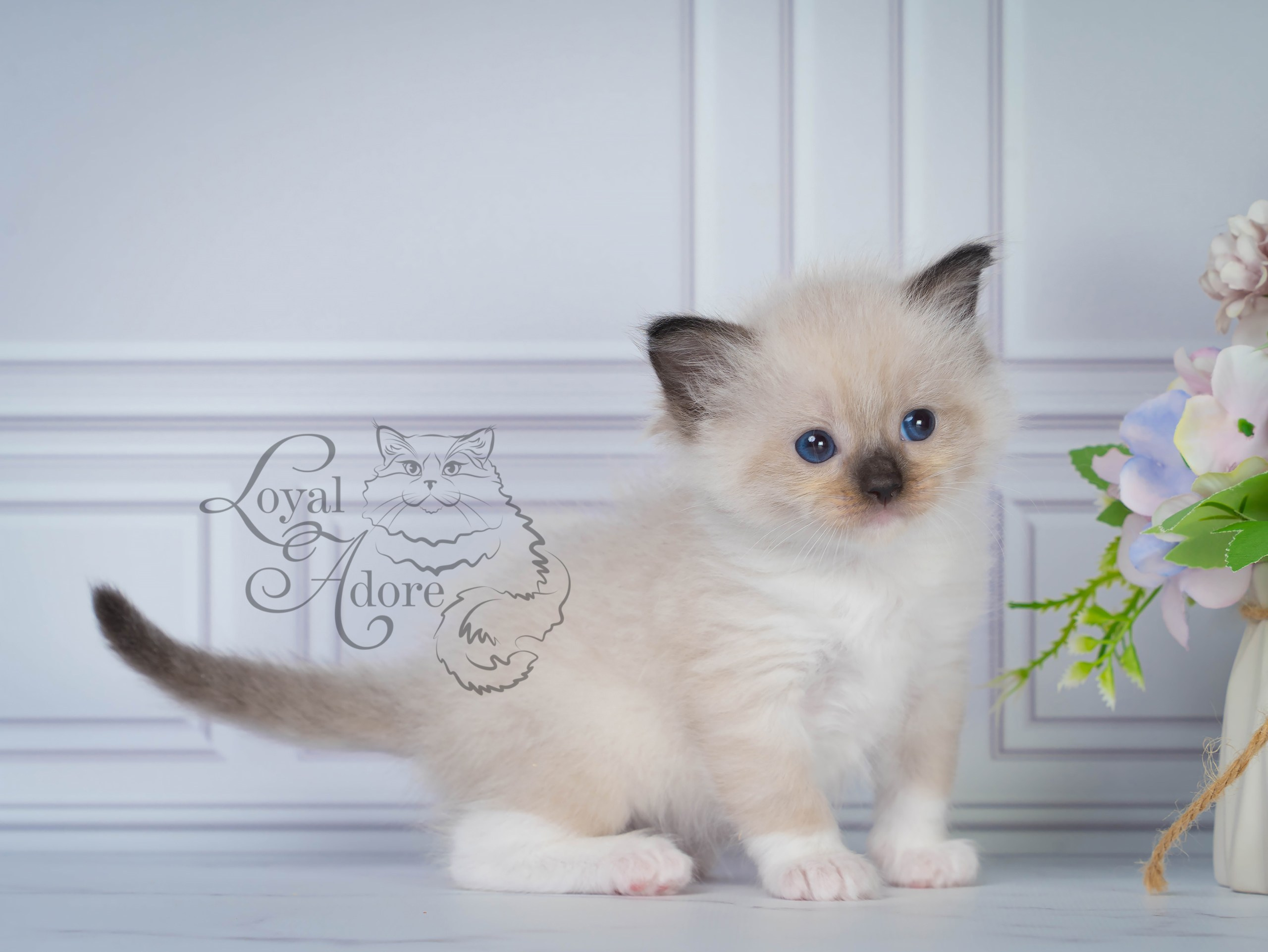 Котята рэгдолл от Loyal Adore. Питомник рэгдолл Loyal Adore