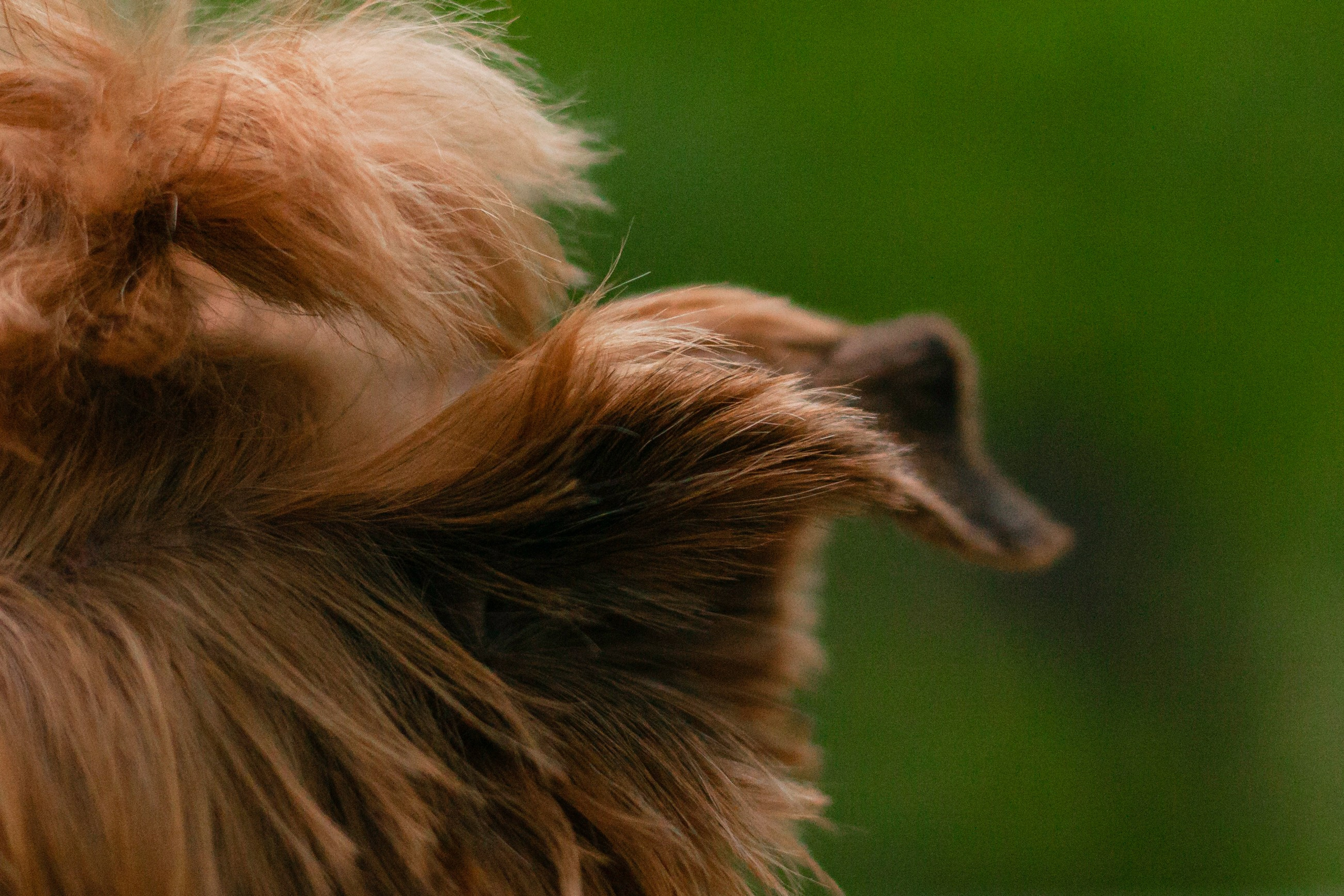 Катя и Моня. Фотограф-анималист Татьяна Степанова