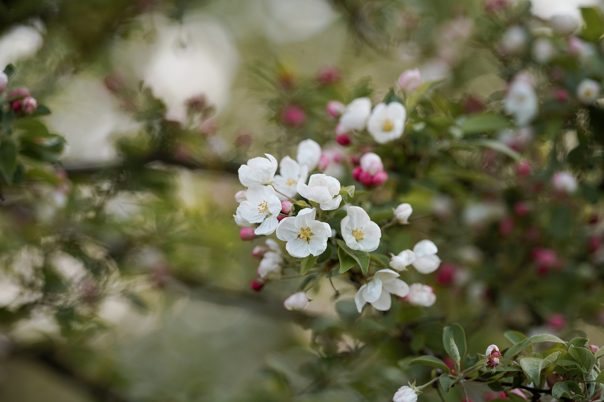 Панда в Яблоневом саду. Фотограф-анималист в Санкт-Петербурге Яна Мартынова