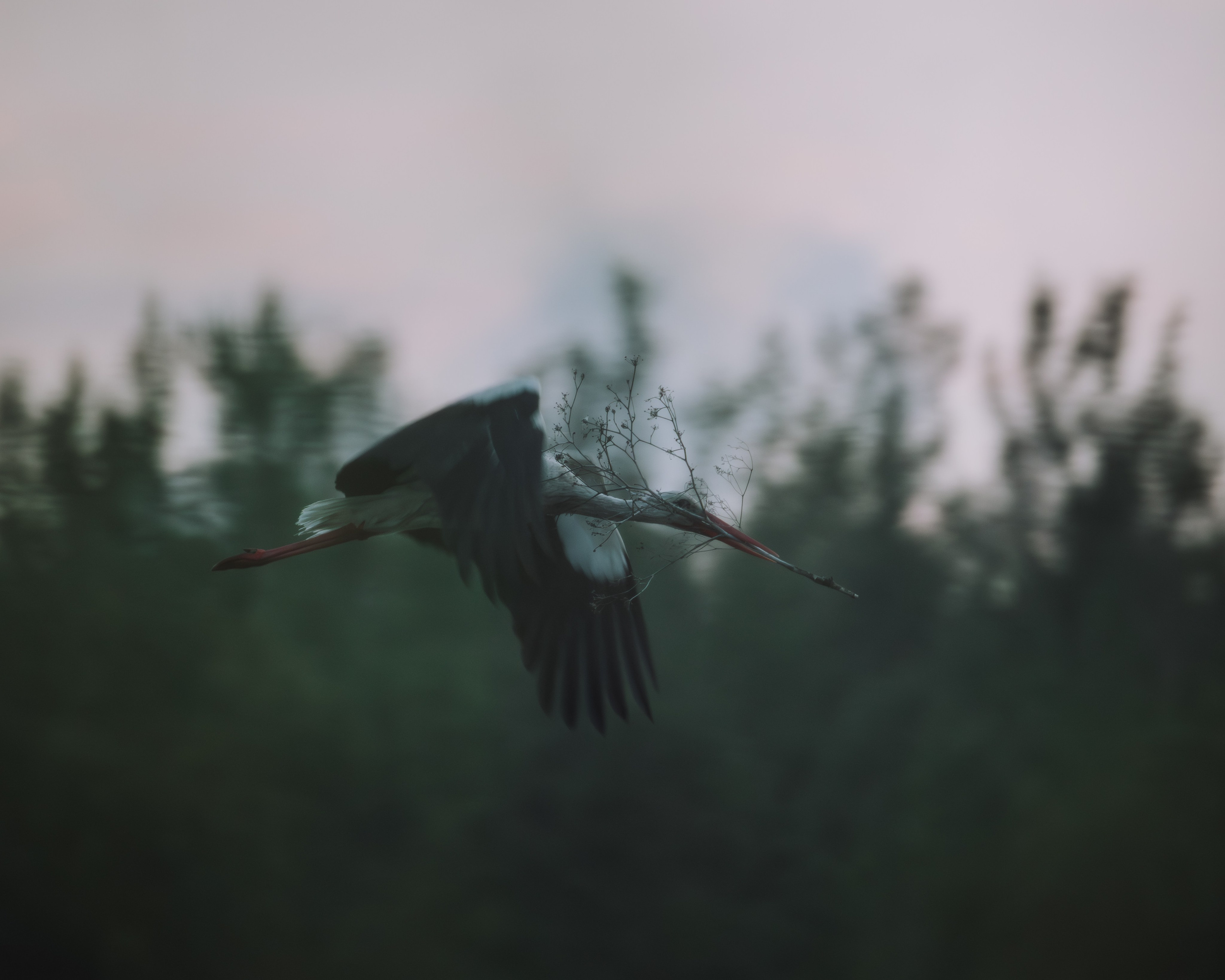 Voronezh 2026. Anton Chernov | Wildlife photographer