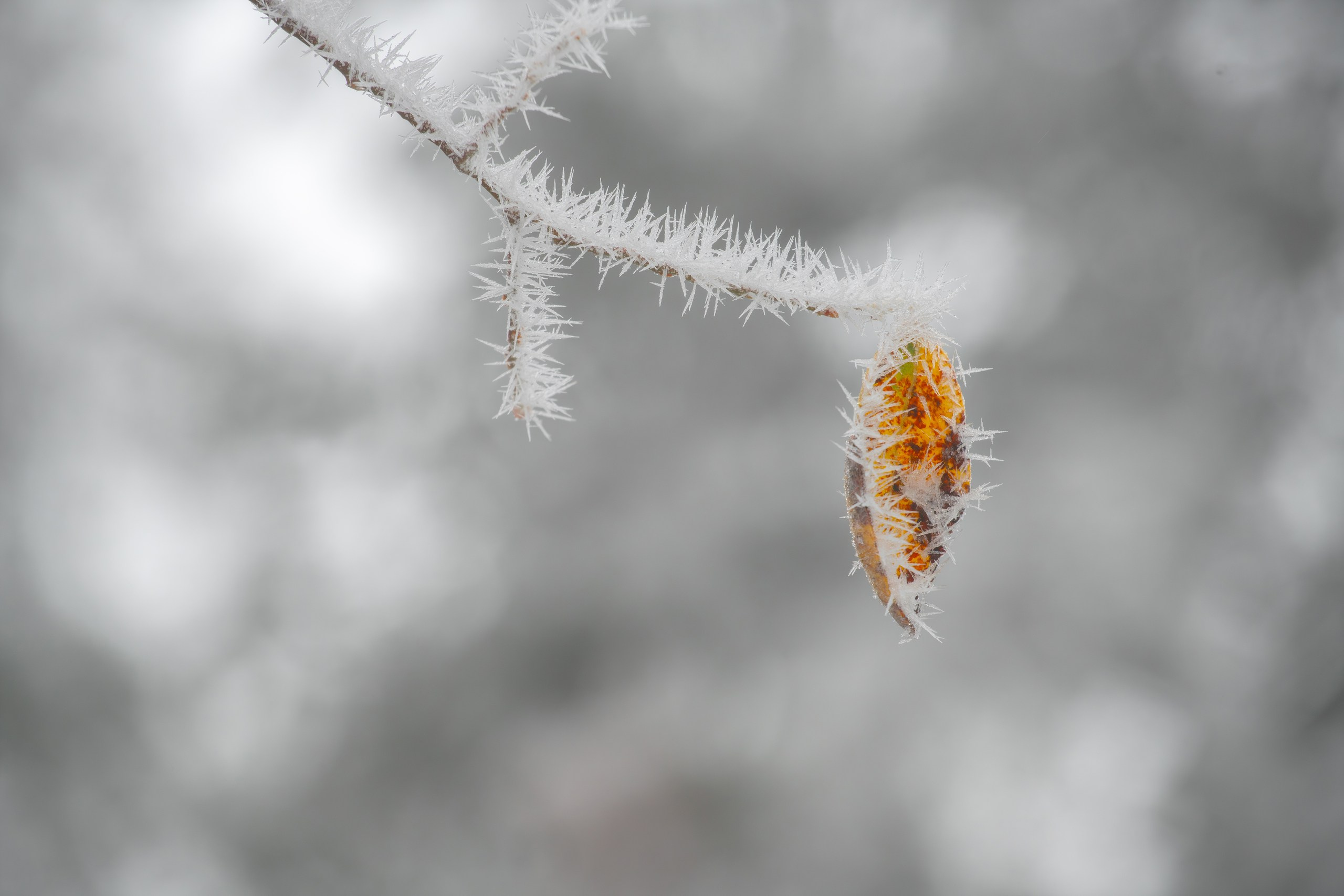 Красноярские Столбы. Фотограф в Красноярске Нерозя Александр. Пейзаж, природа, портрет