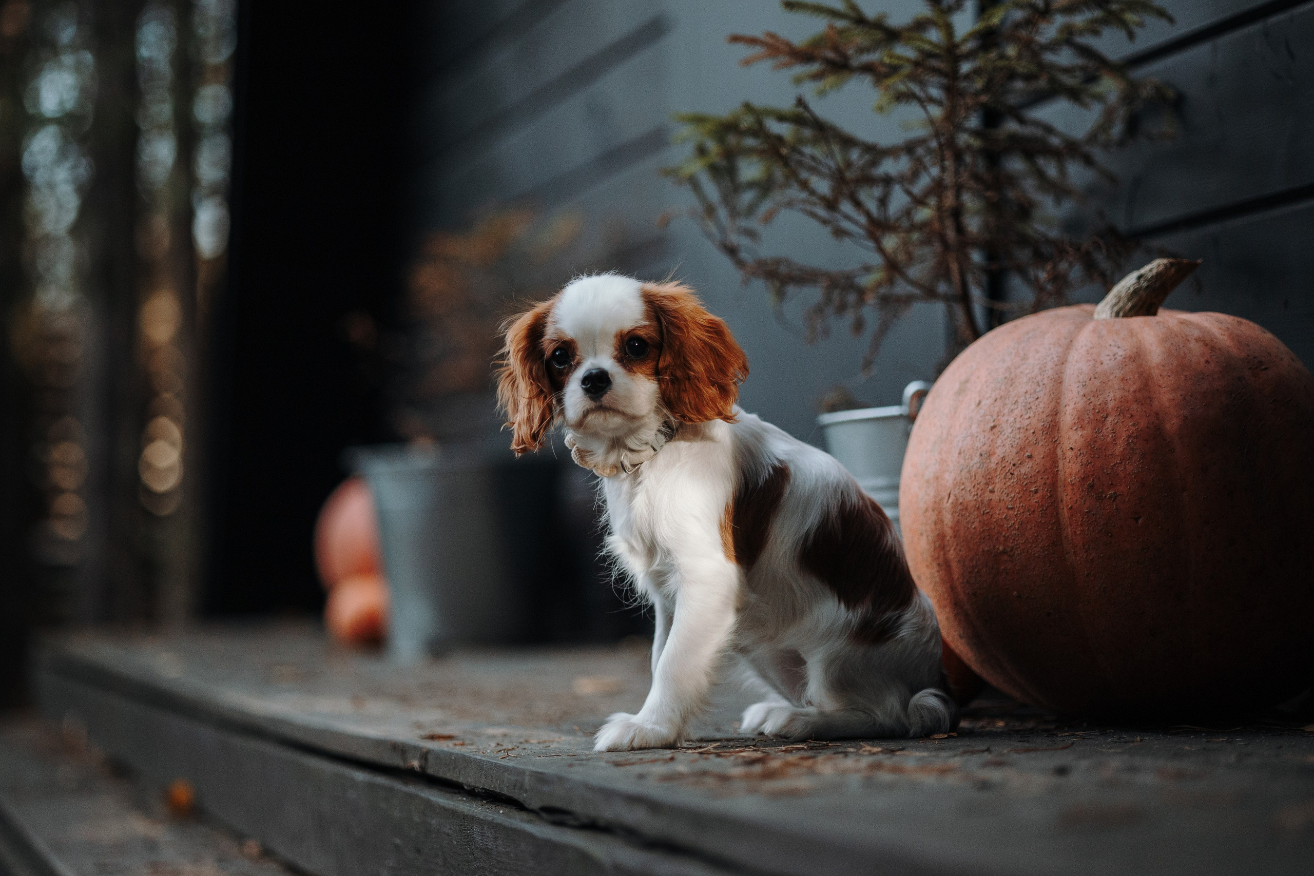 Семейная история. Фотограф — Анималист | Санкт-Петербург