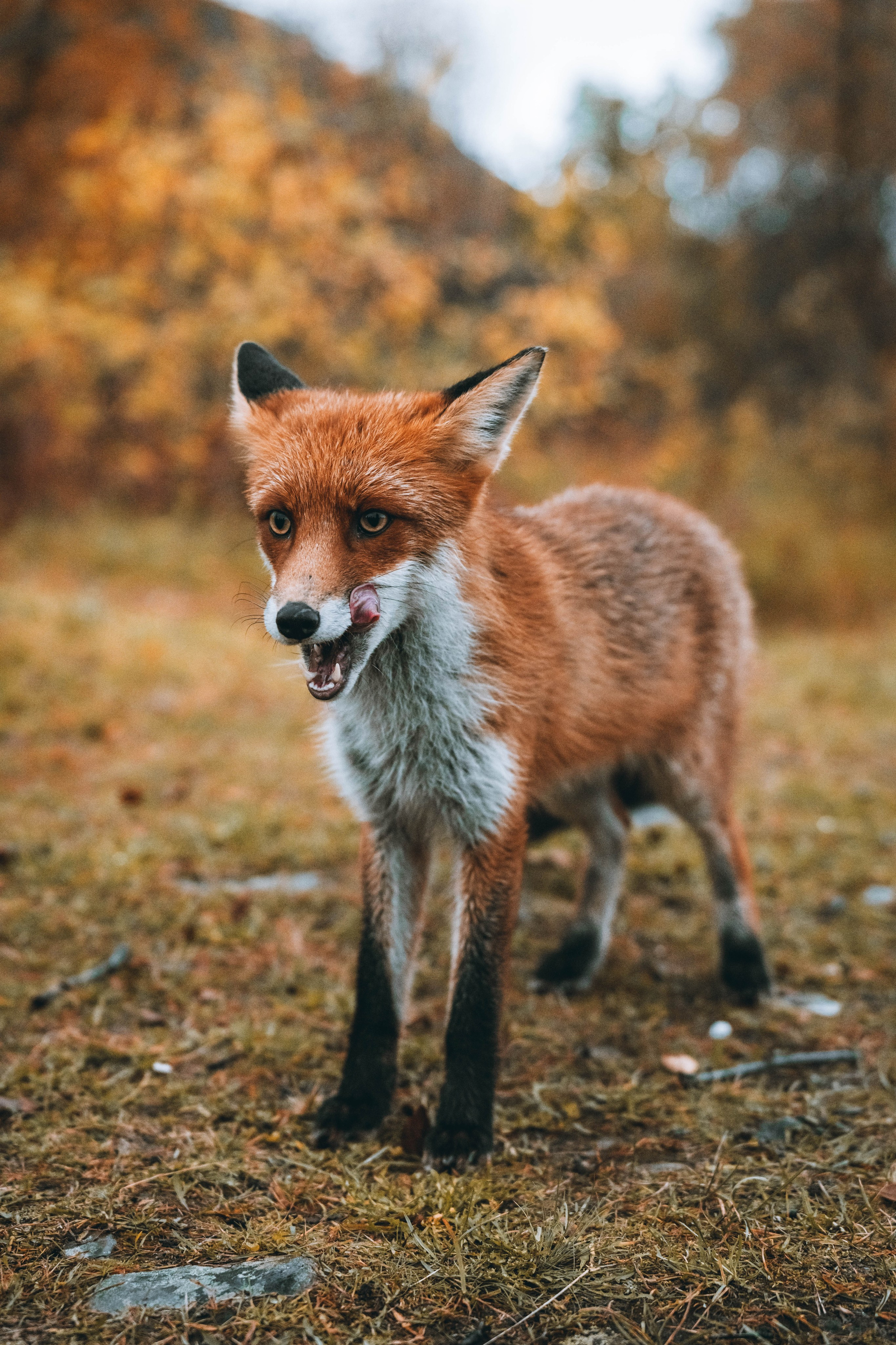 СЕВЕР. Event фотограф Степанова Александра