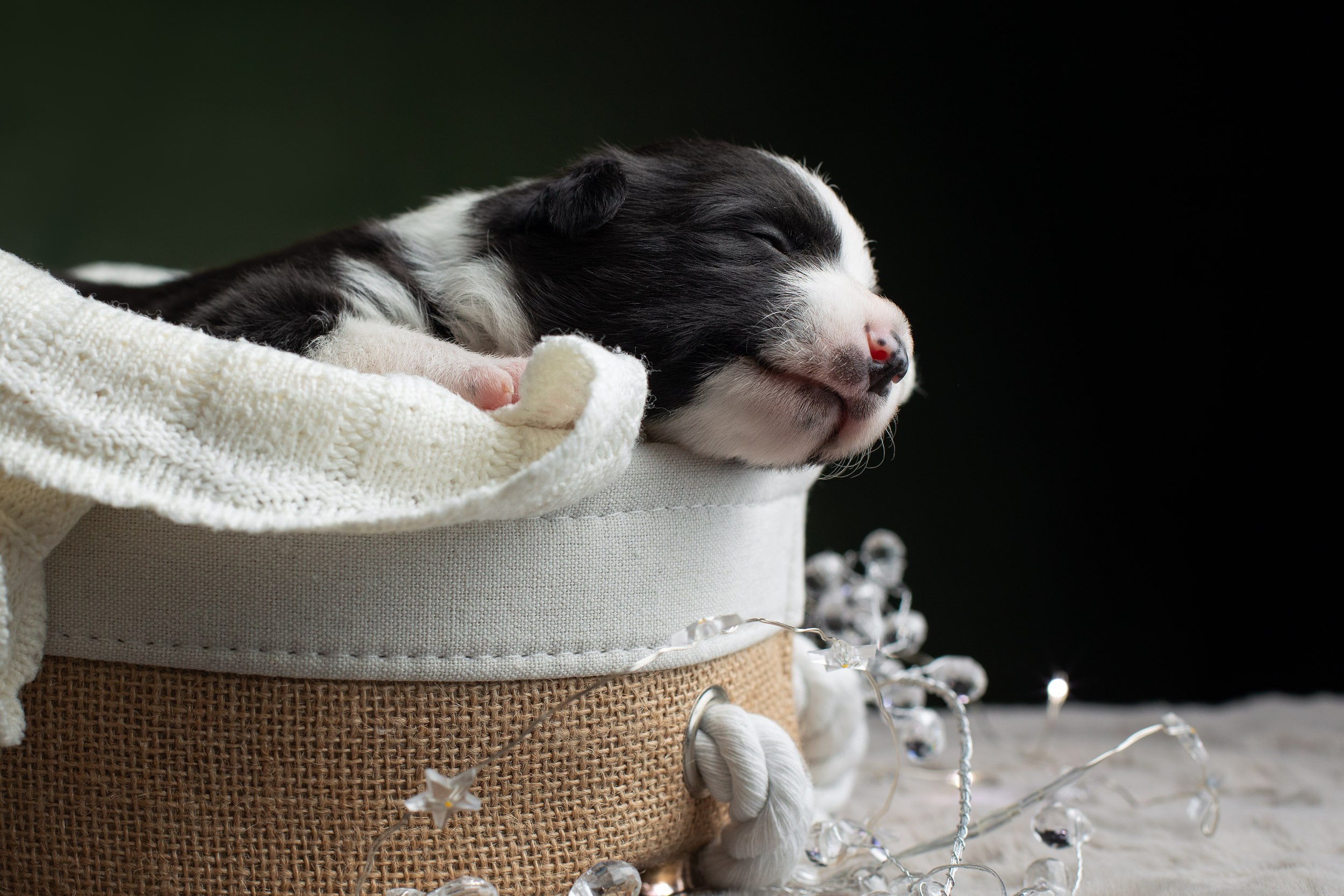 Студийная ньюборн съемка помета бордер-колли. Фотограф-анималист в Москве и Московской области Татьяна Фролова