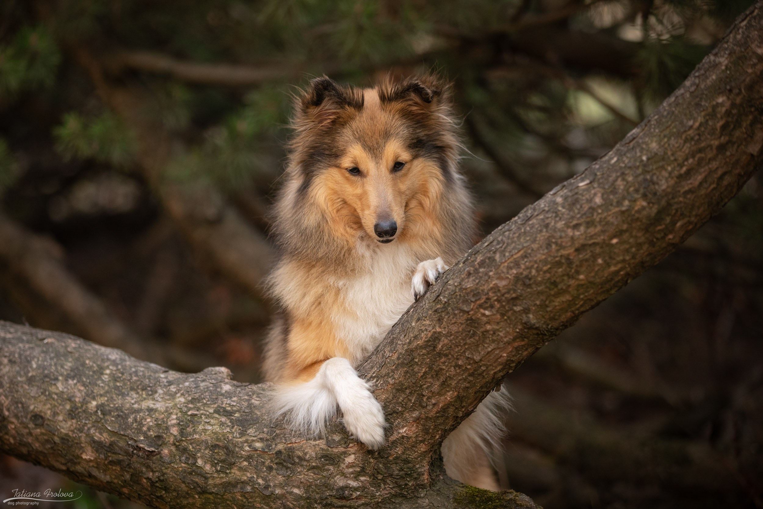 Фотопрогулка для шелти и её хозяйки в Ботаническом саду. Фотограф-анималист в Москве и Московской области Татьяна Фролова