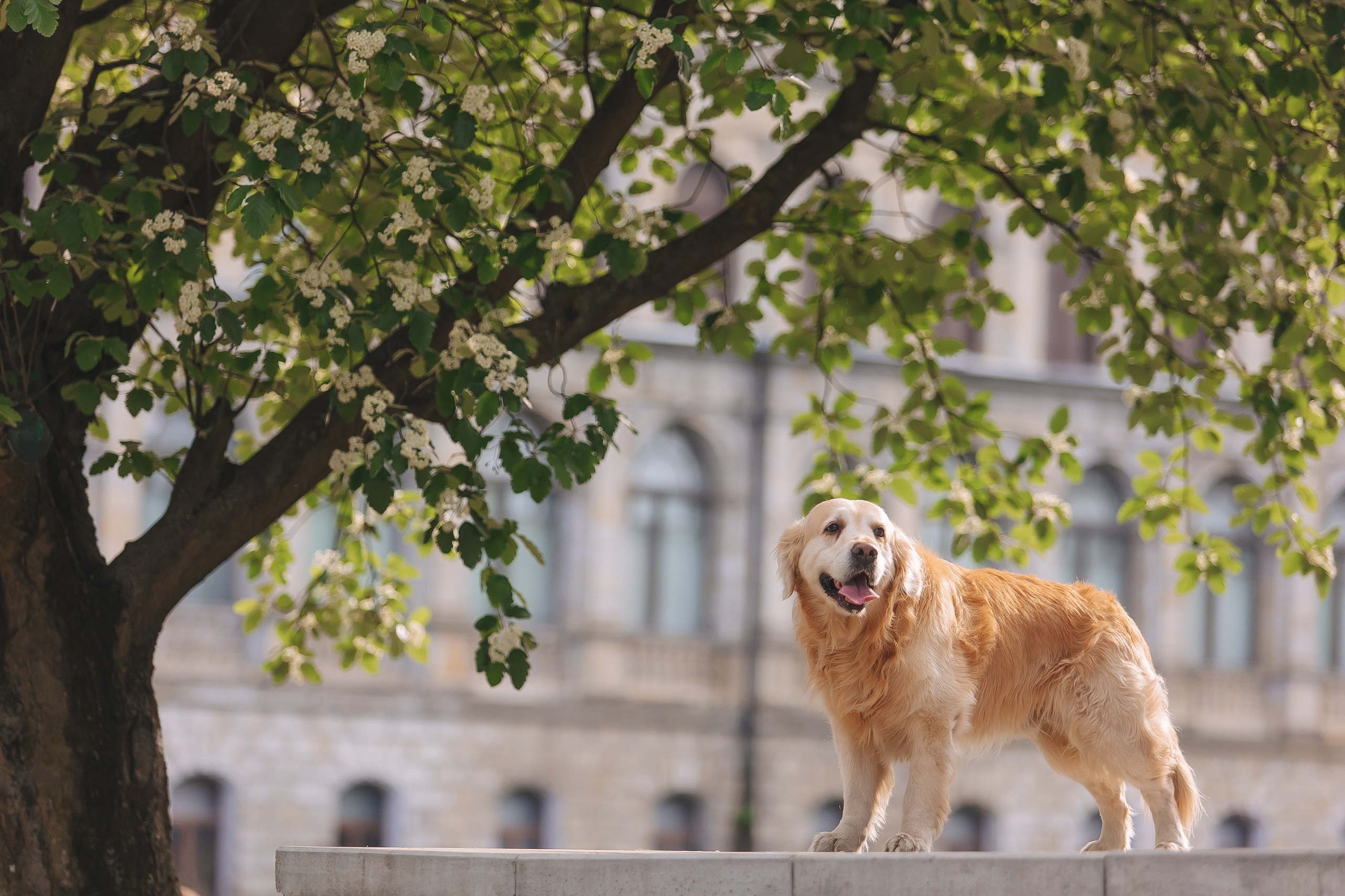 Золотистый ретривер Кант, Калининград. Свадебный и женский фотограф