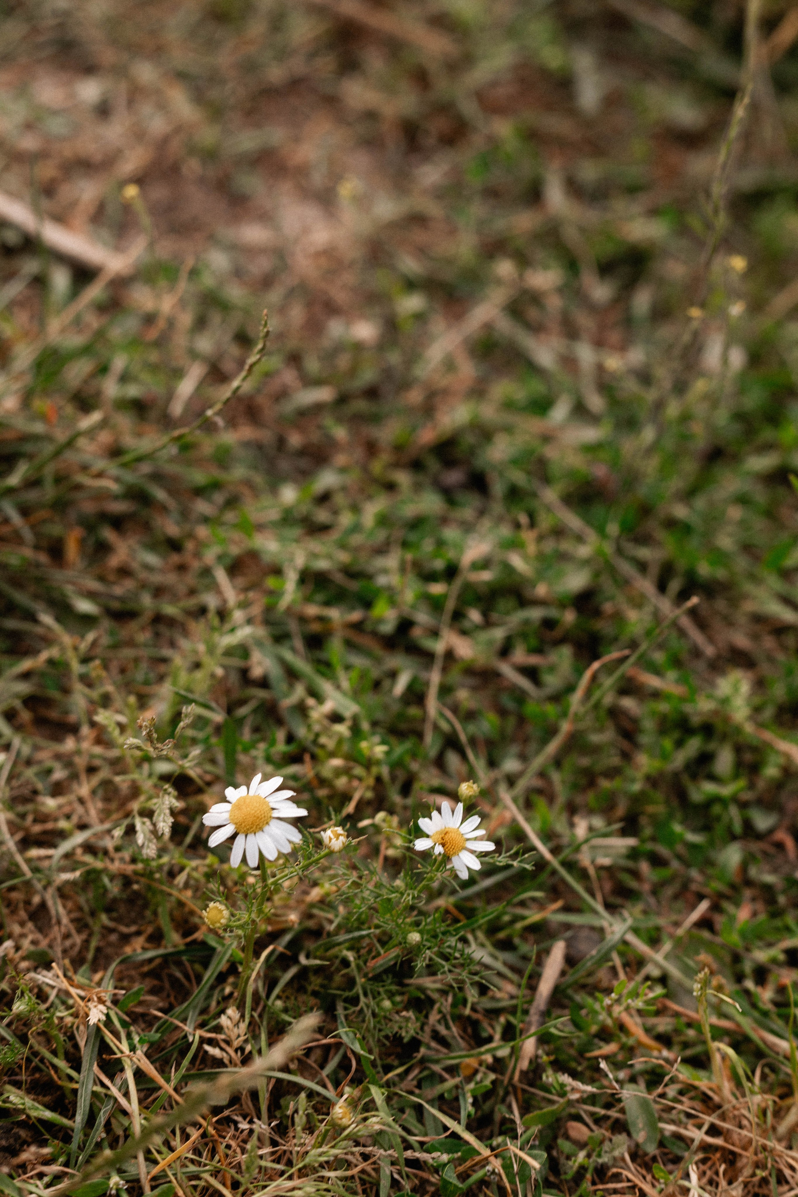 Годик Нине. Свадебный и портретный фотограф Соломко Диана