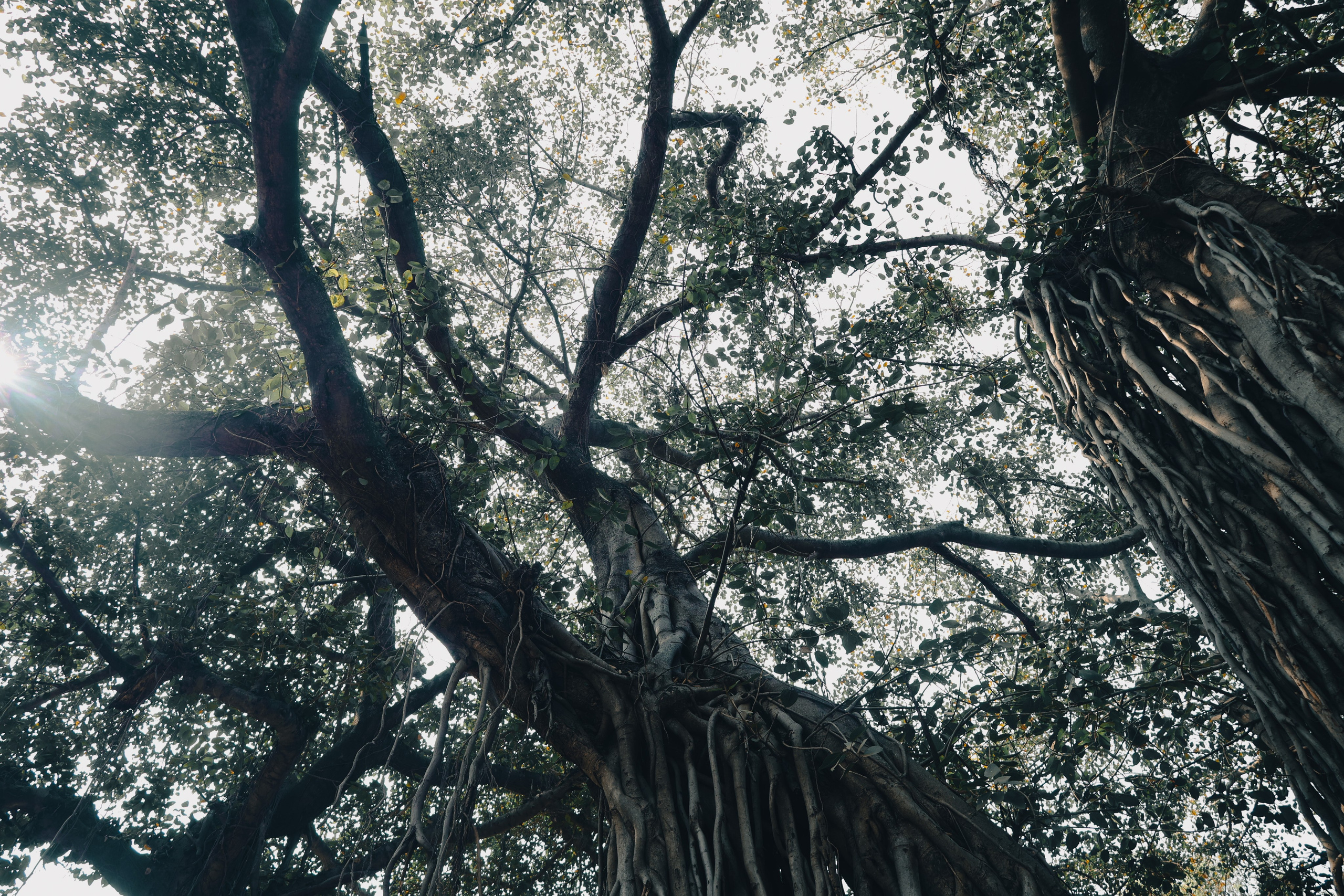 India. Фотограф в Москве