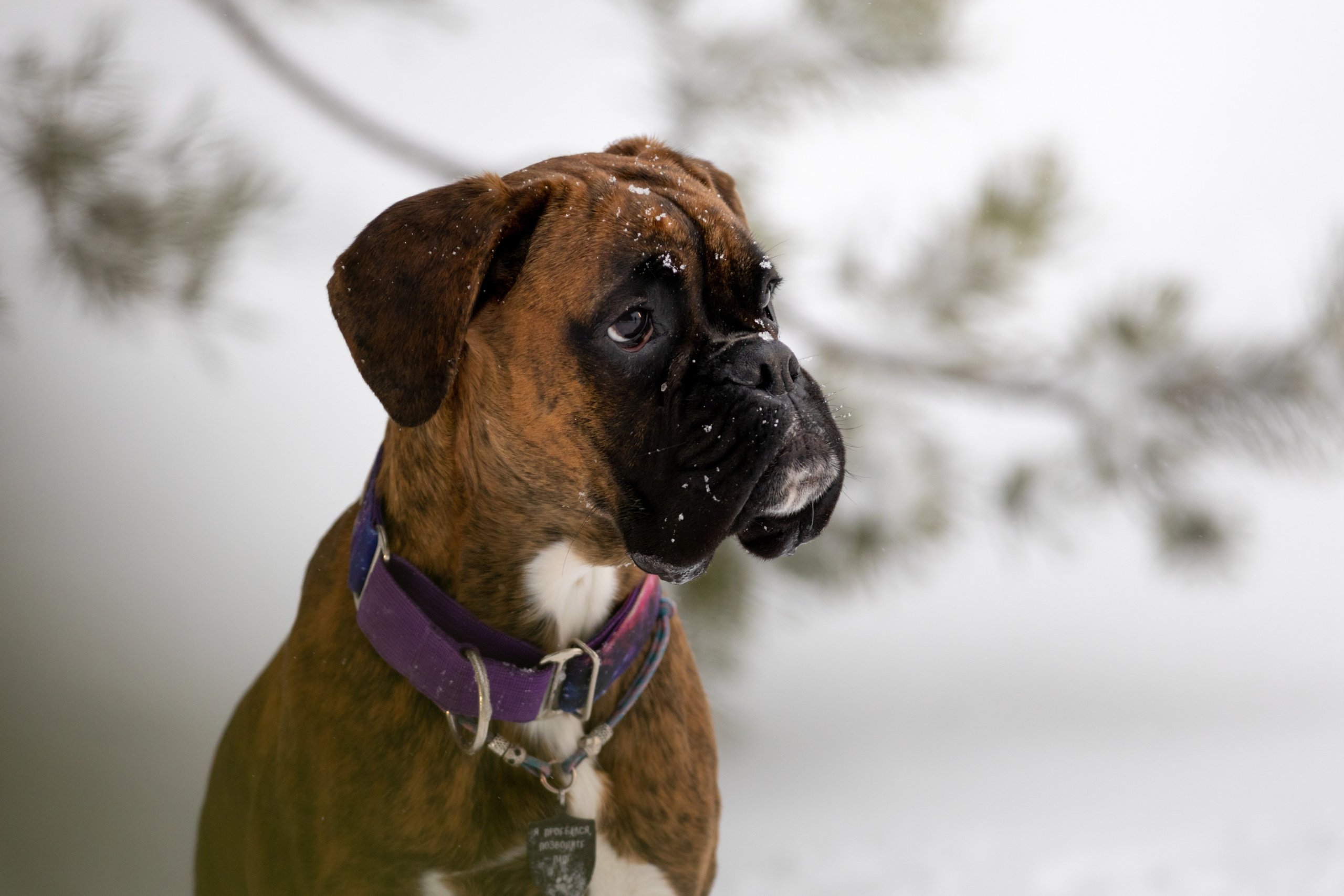 Прогулки. Фотограф — анималист в Москве и области Ольга Петракова