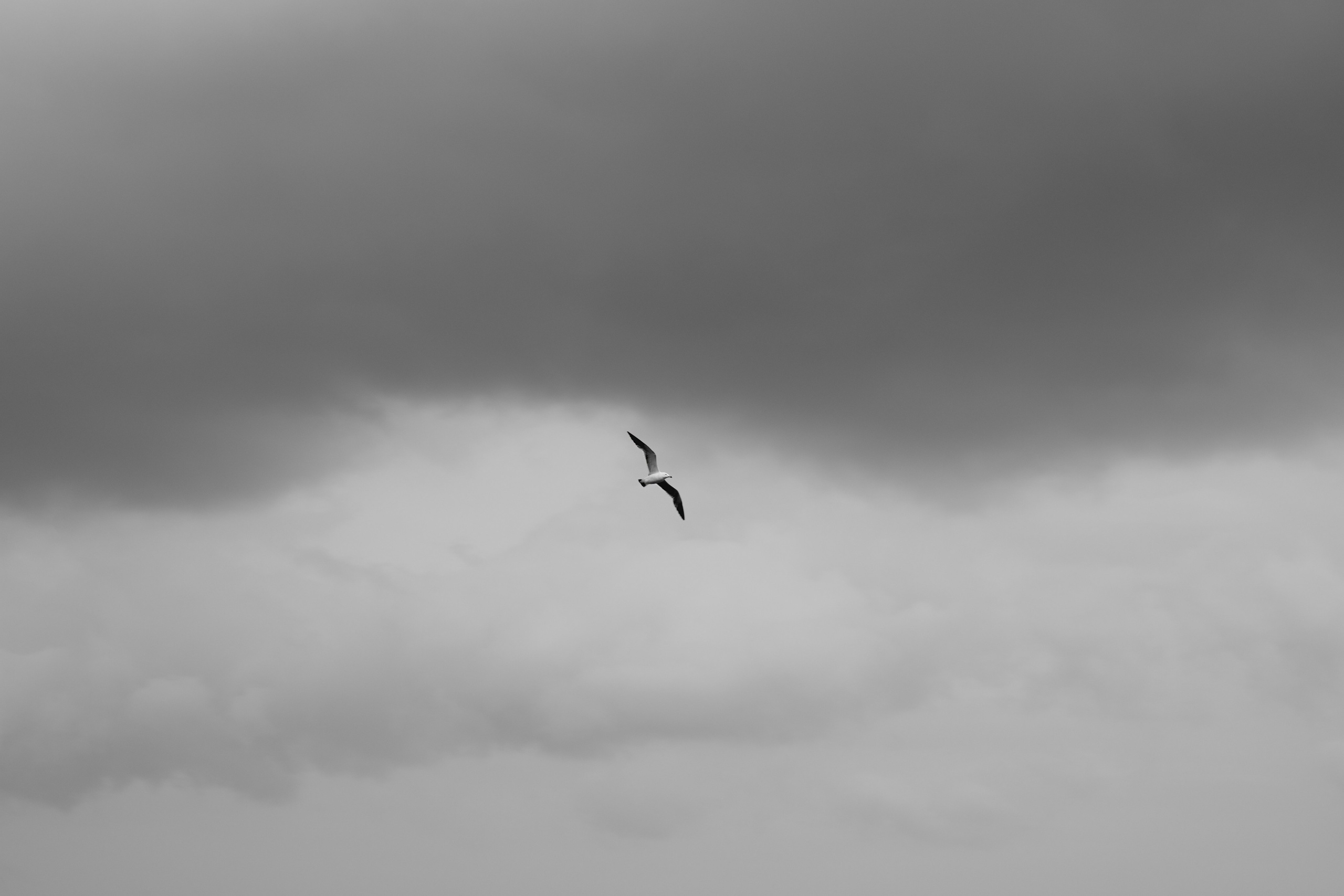 @beingabird.photography