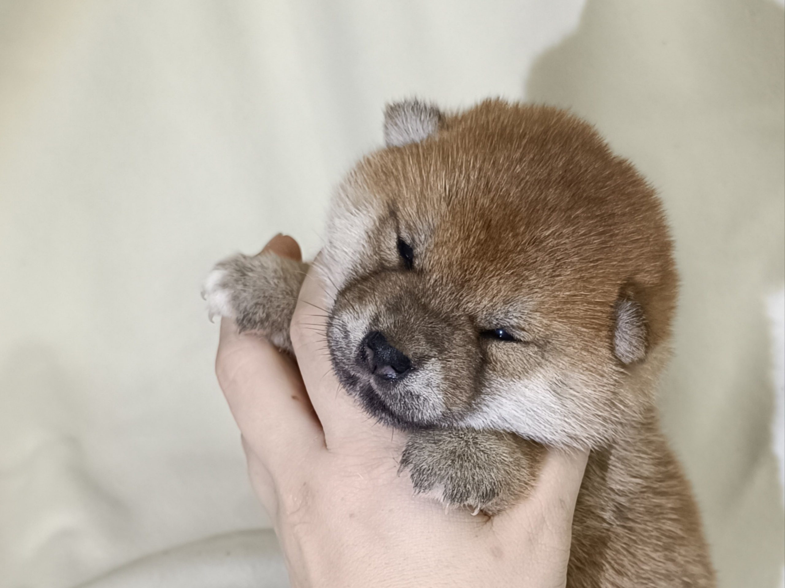 сиба питомник Рубилайт щенки на продажу rubylight  сиба щенки купить СПб Санкт-Петербург 