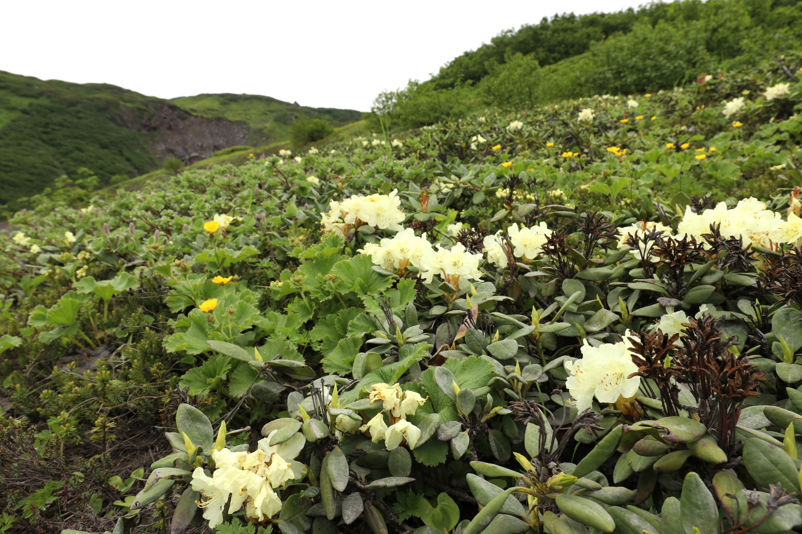 Камчатка и о. Парамушир. Июль 2024. Путешественник-фотограф из Санкт-Петербурга Татьяна Свистулина