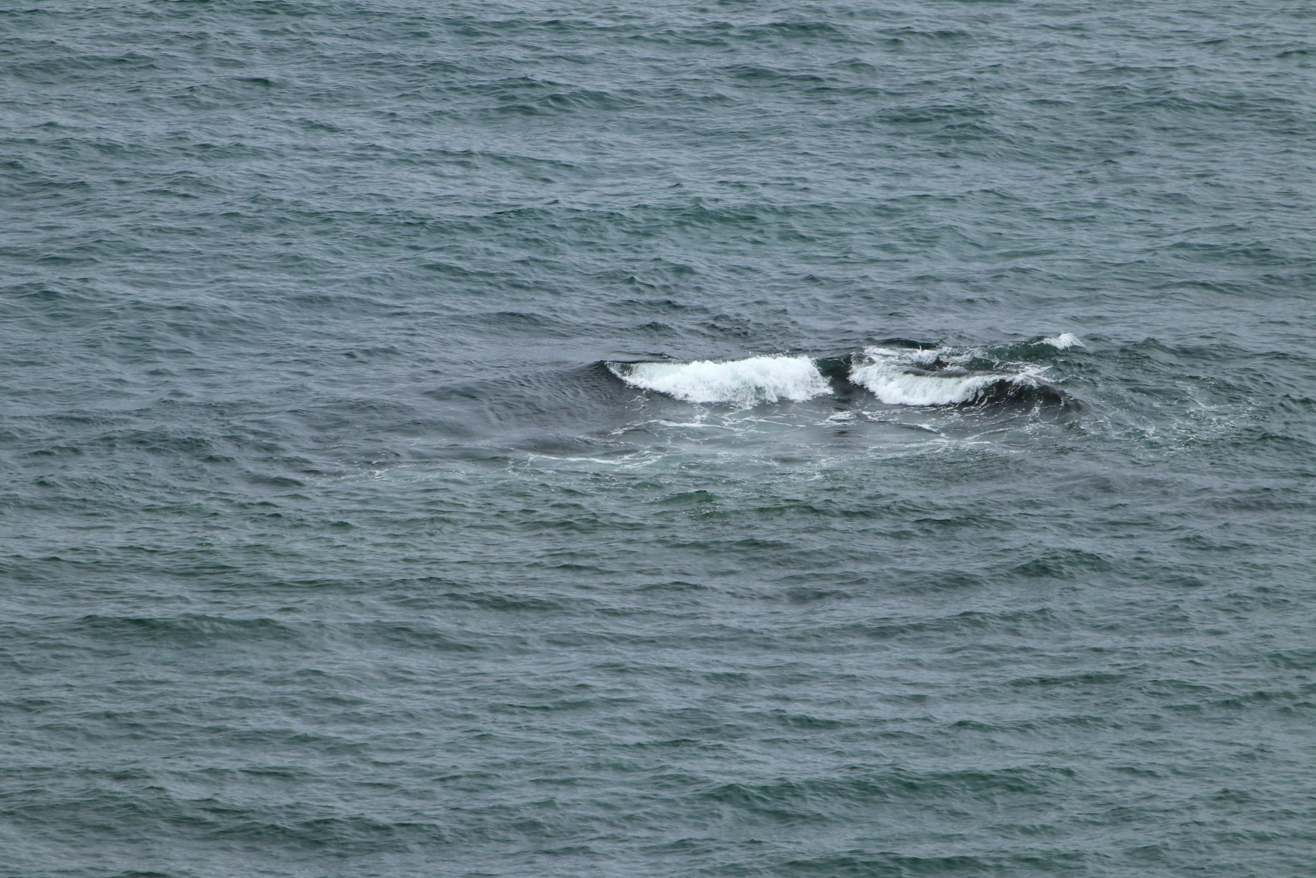 Камчатка и о. Парамушир. Июль 2024. Путешественник-фотограф из Санкт-Петербурга Татьяна Свистулина