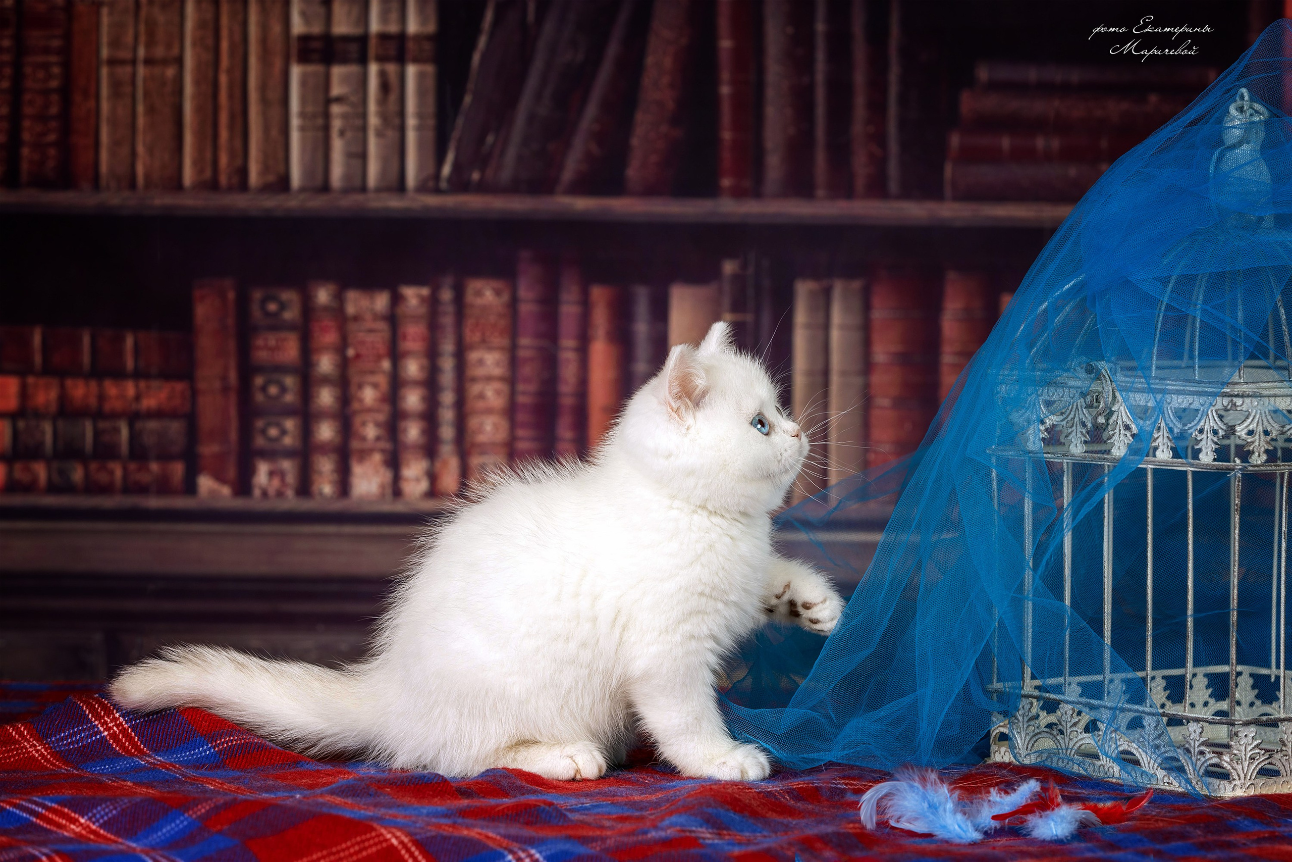 Тематические фоны с рисунком. Фотограф-анималист в Омске Екатерина Маричева