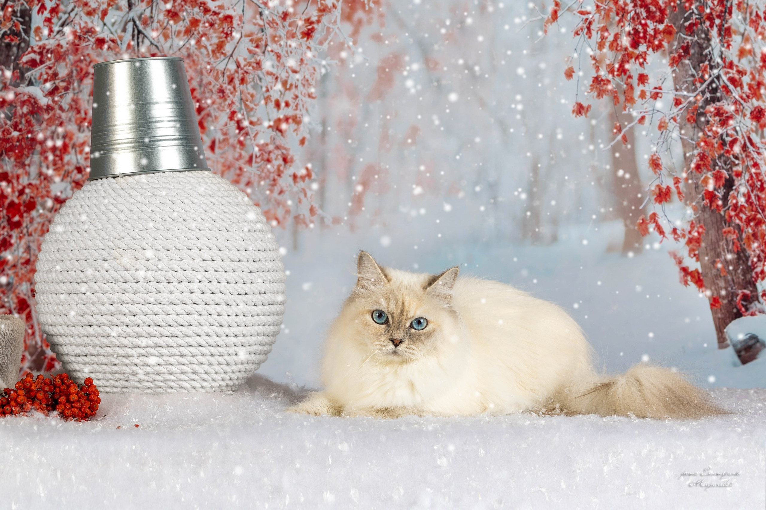 Тематические фоны с рисунком. Фотограф-анималист в Омске Екатерина Маричева