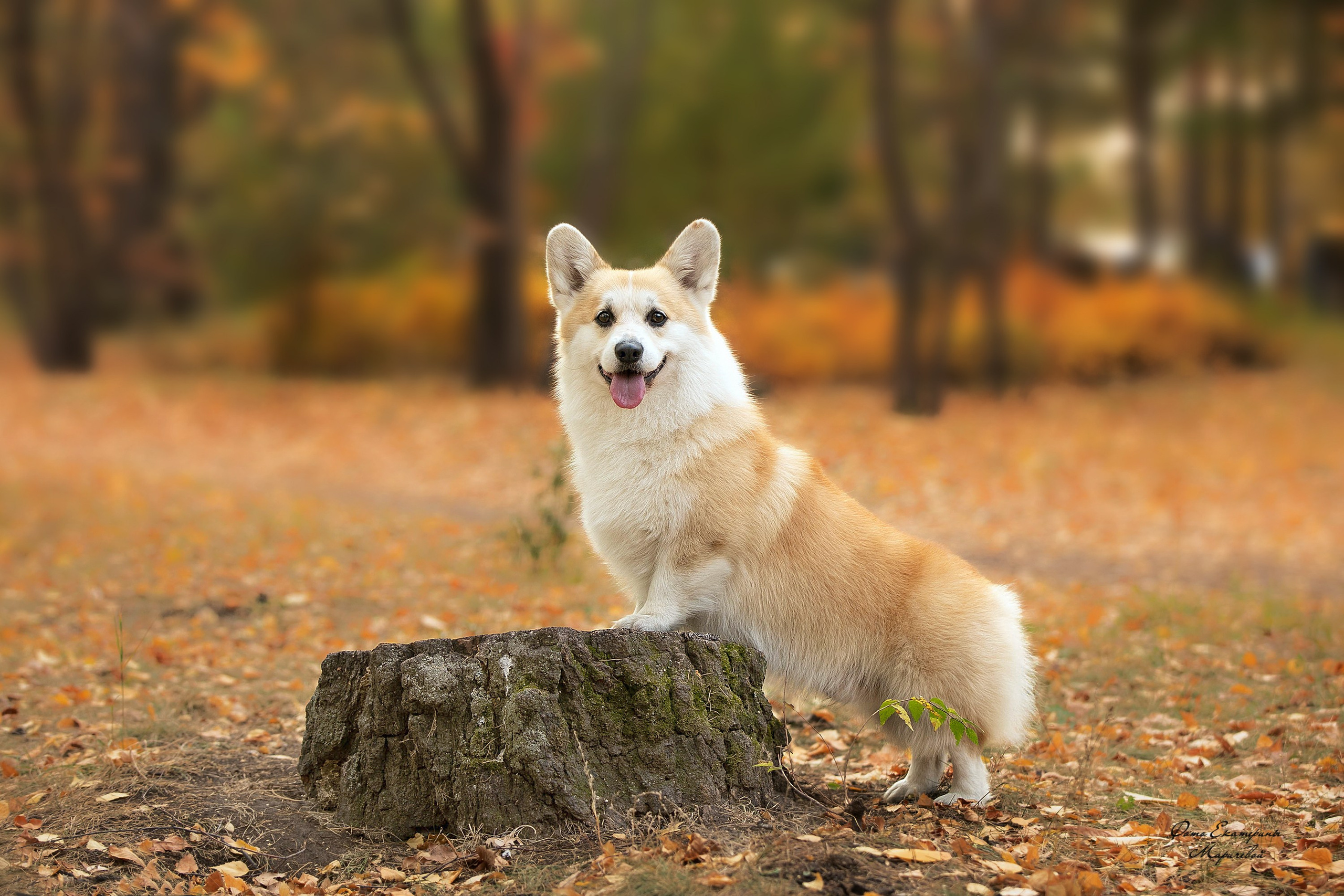 Выездная съёмка с естественным светом. Фотограф-анималист в Омске Екатерина Маричева