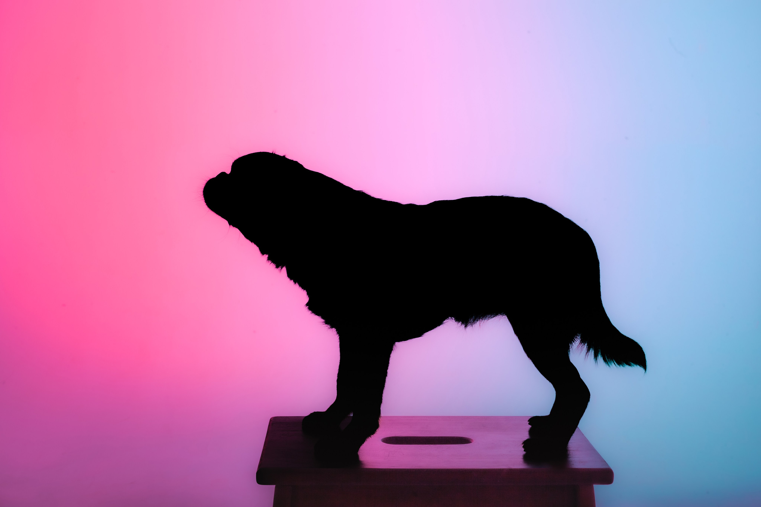 Студийная фотосессия с цветным светом. Фотограф-анималист Татьяна Степанова