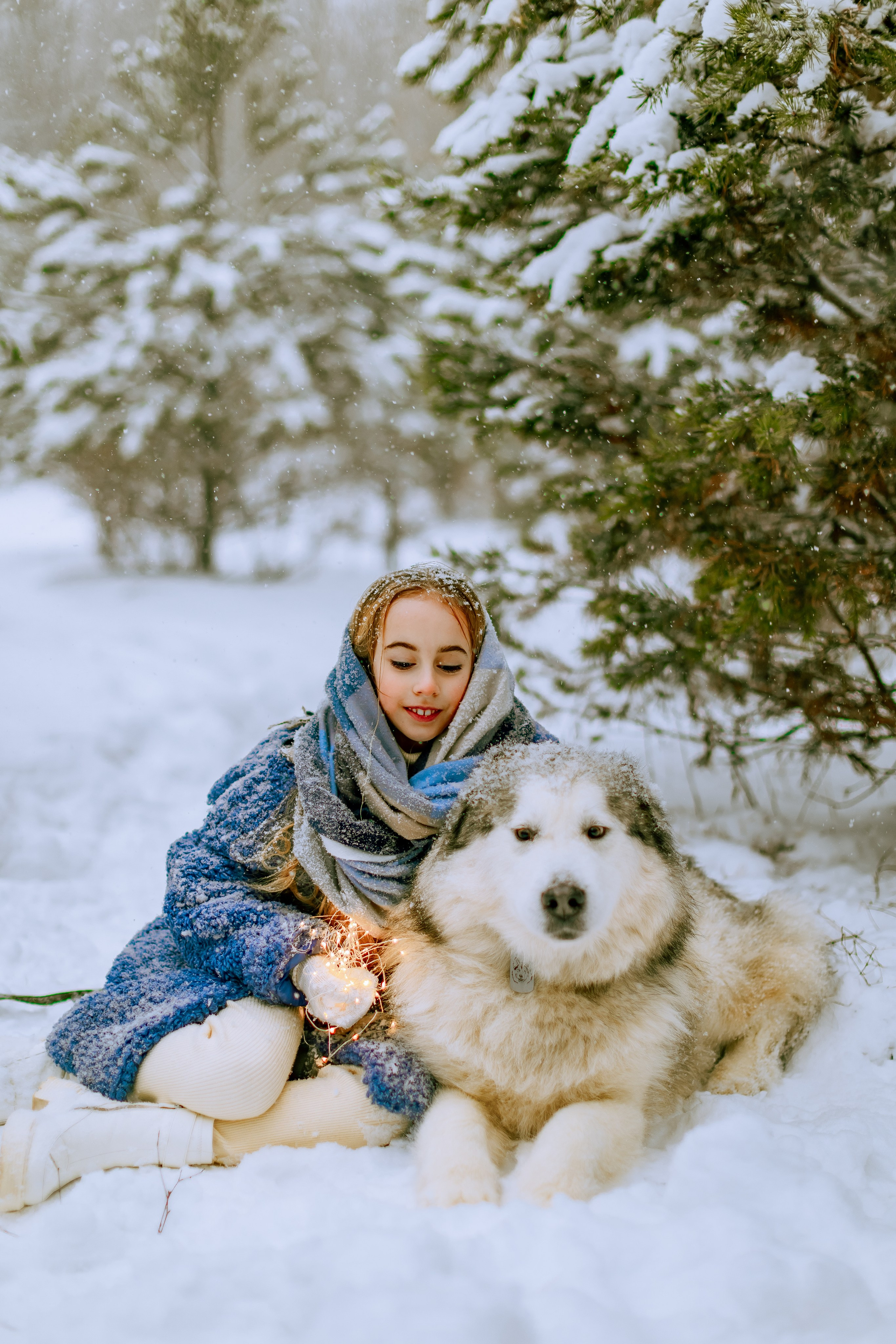 София и аляскинский маламут. Фото и видео Москва, Московский. Свадебный фотограф, видеограф, фотосессии, видеосъемка