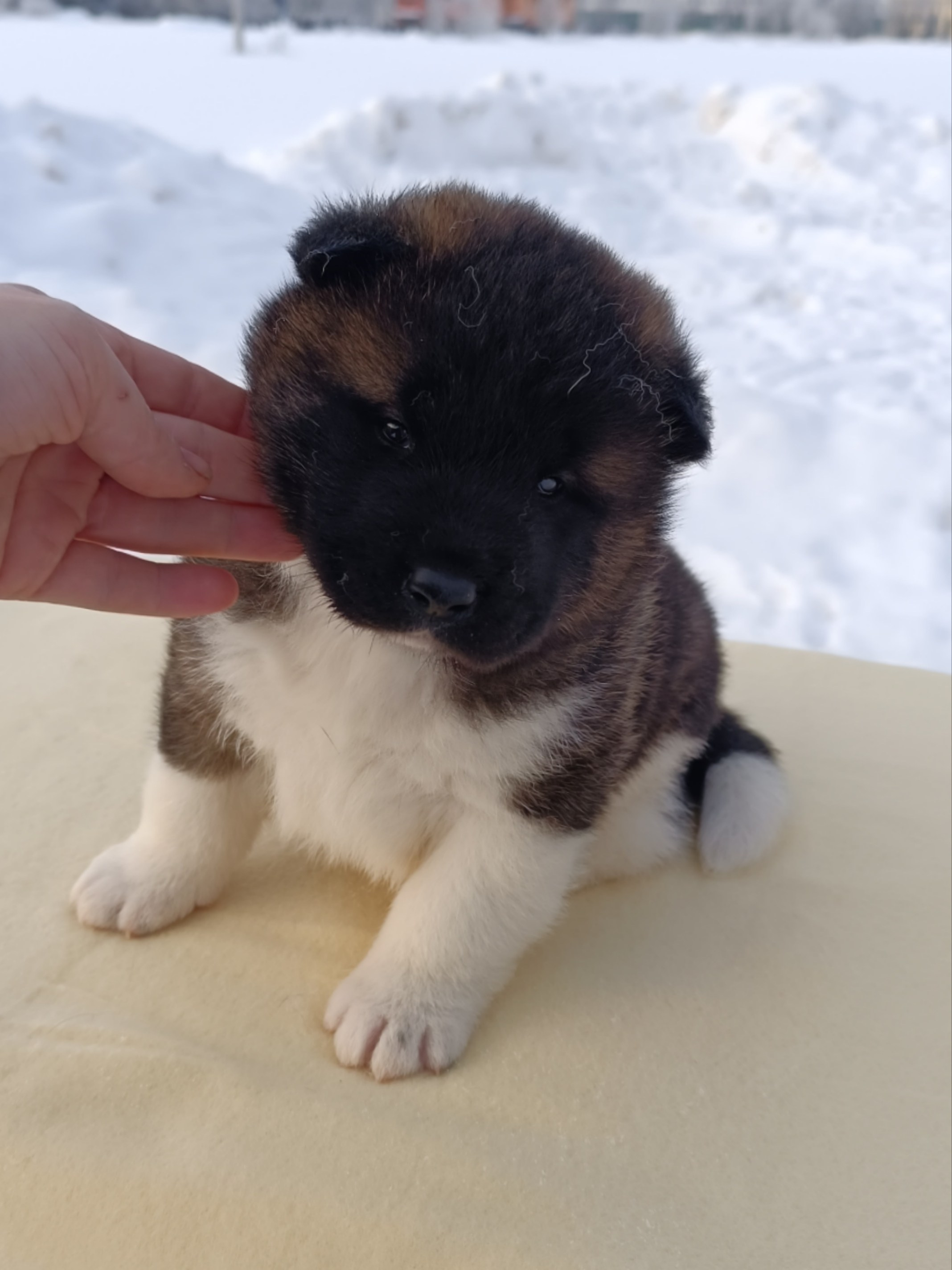 Rubylight Ctsar'. Американская акита I Сиба ину I Питомник RUBYLIGHT