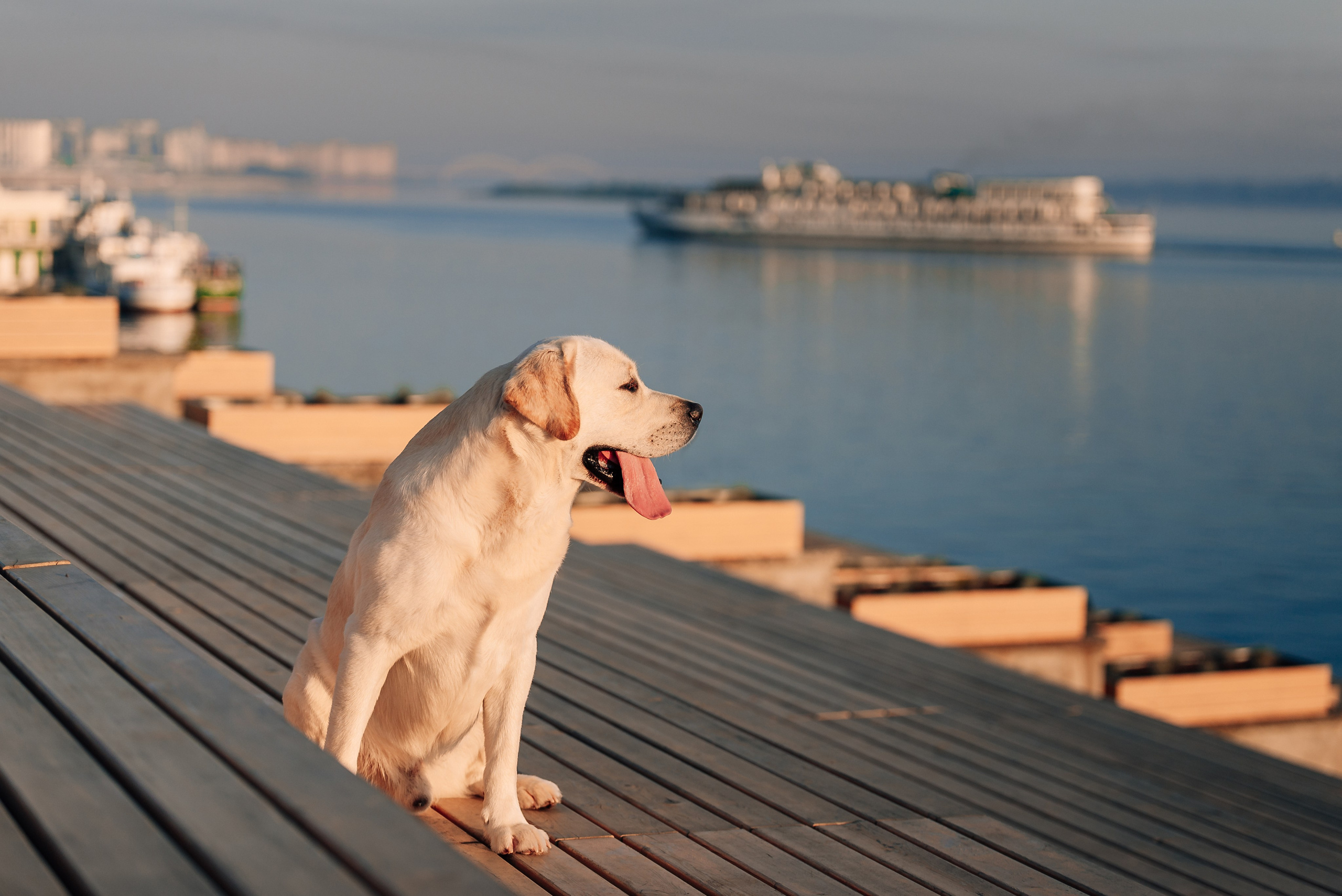 Екатерина, Урал и Бест. Фотограф-анималист Анастасия Парфенова|Екатеринбург