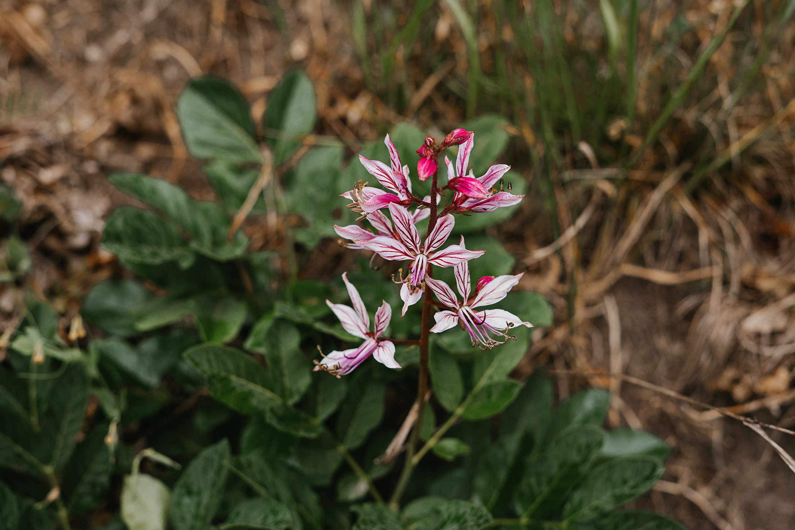 Море. Свадебный и семейный фотограф/видеограф в Краснодаре Наталья Осинская