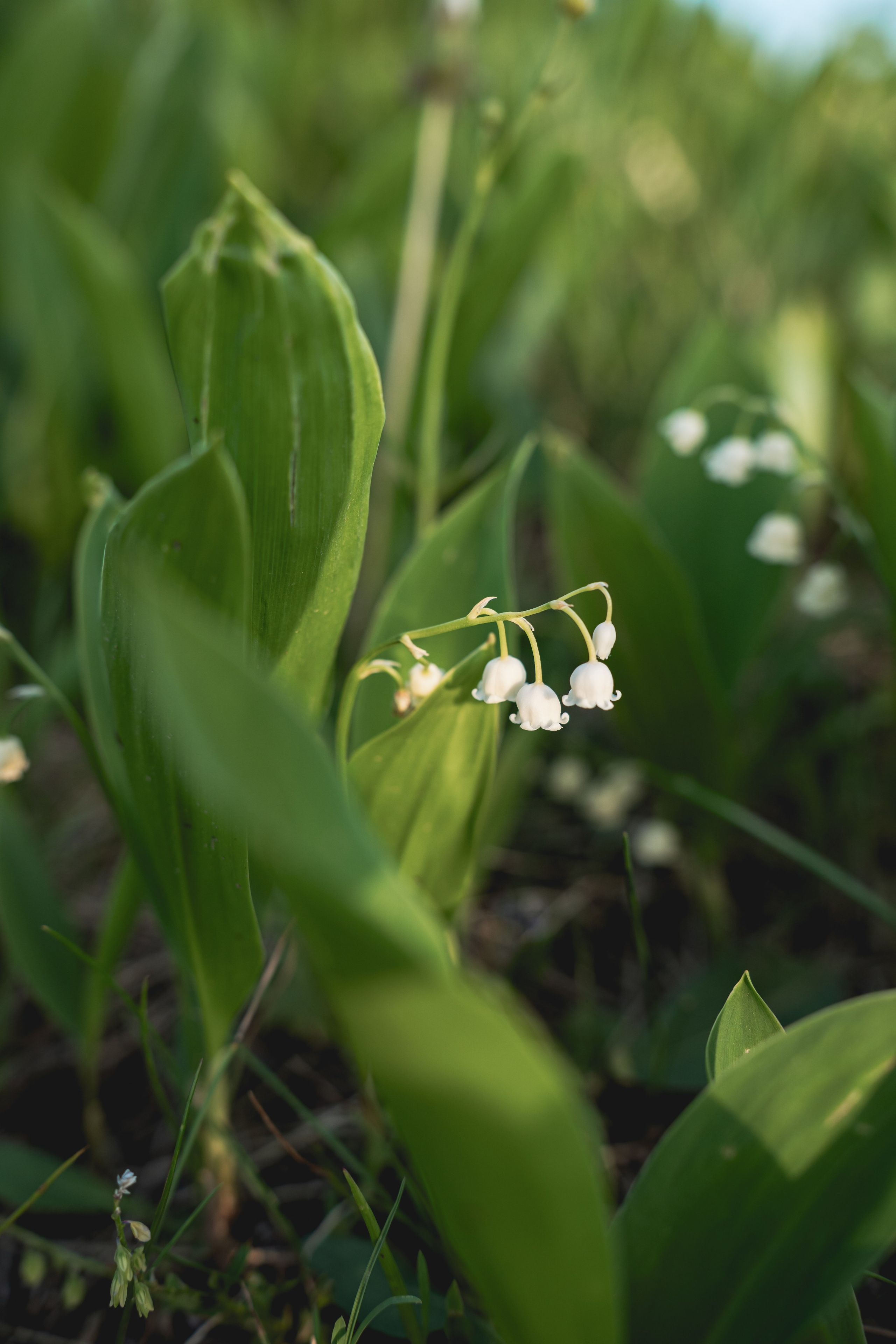 Встреча лета на озере Донцо. Предметный фотограф Санкт-Петербург