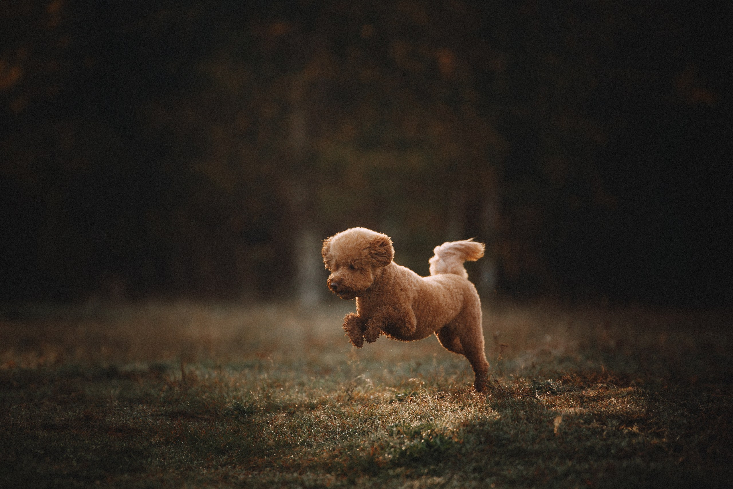 Юля, Кир и Цера. Фотограф анималист Осипчикова Мария