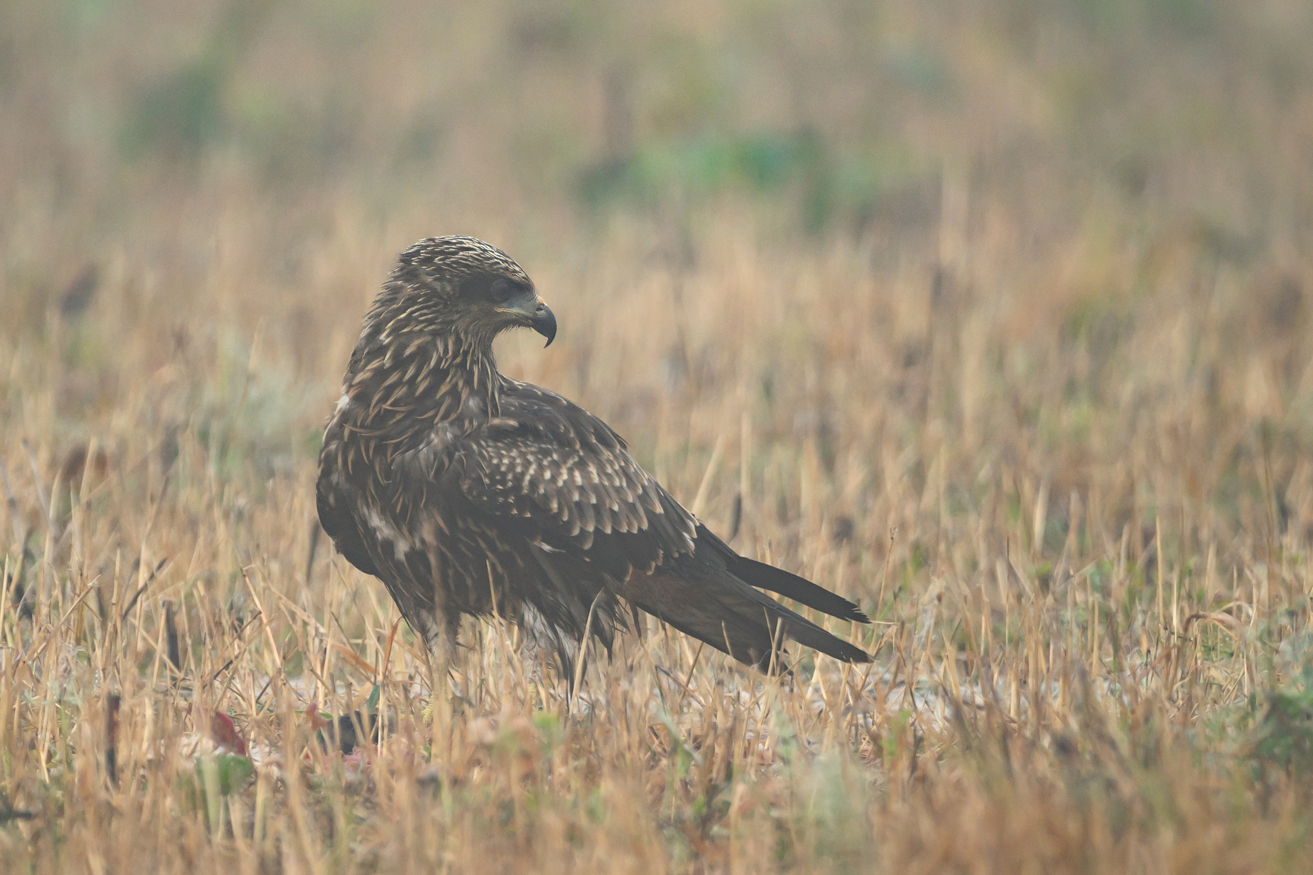 Коршун. Wildlife photography by Sergey Puponin