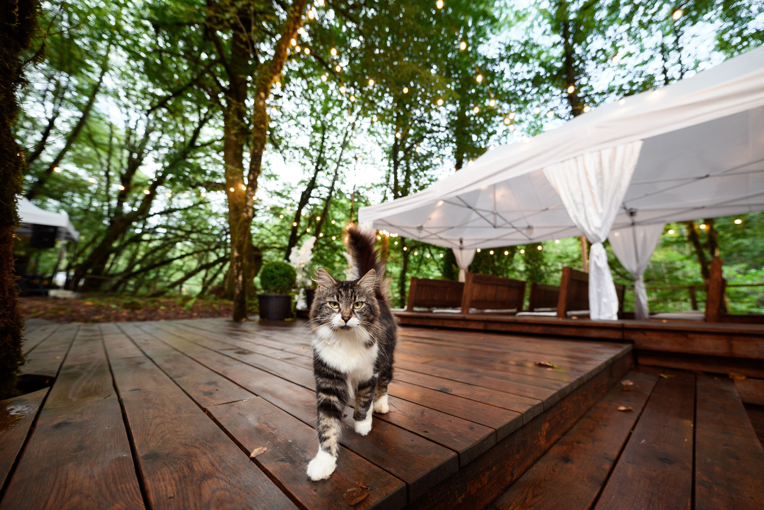 Кот бежит в лесу на заднем плане растянут шатёр висят гирлянды это место где скоро начнётся церемония свадьбы 
