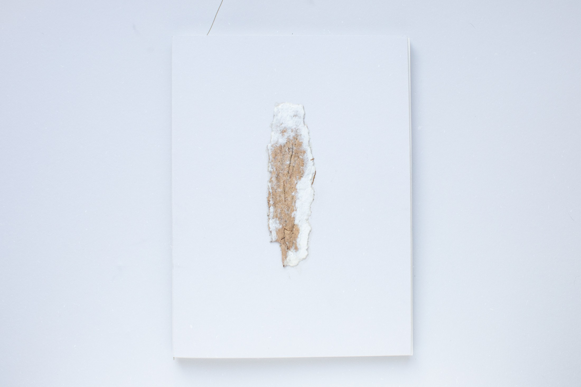 Зин «Про деревья, насекомых и людей». Natalya Madilyan