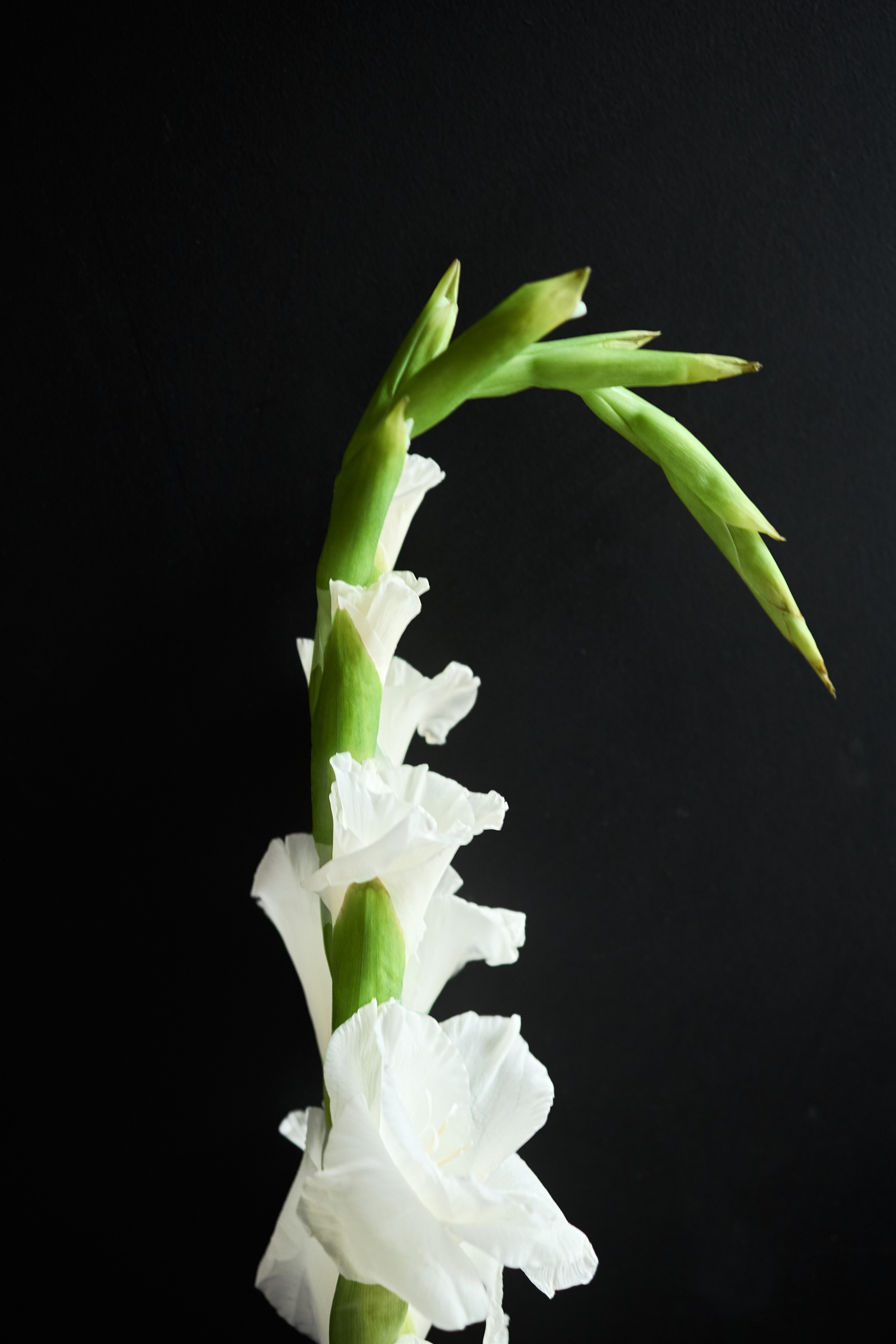 Esthetic. Фотограф Москва / TASIA_ZHUKOVA Photographer Moscow