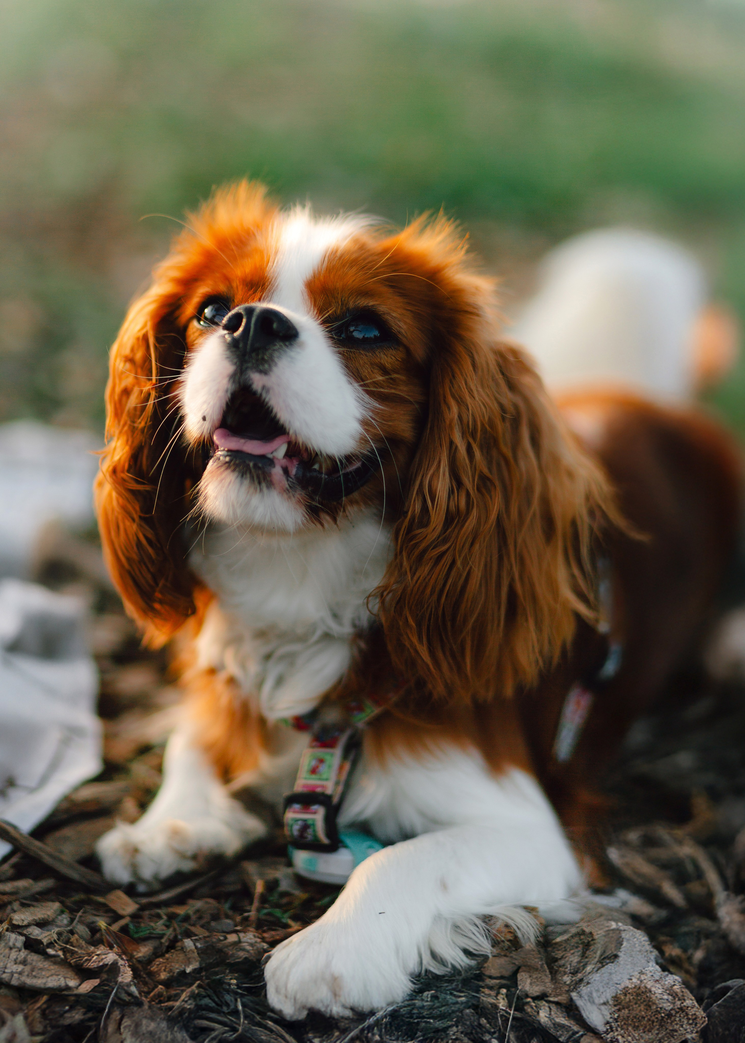 Ksenya & Her Loyal Jam. Barbara Isaeva