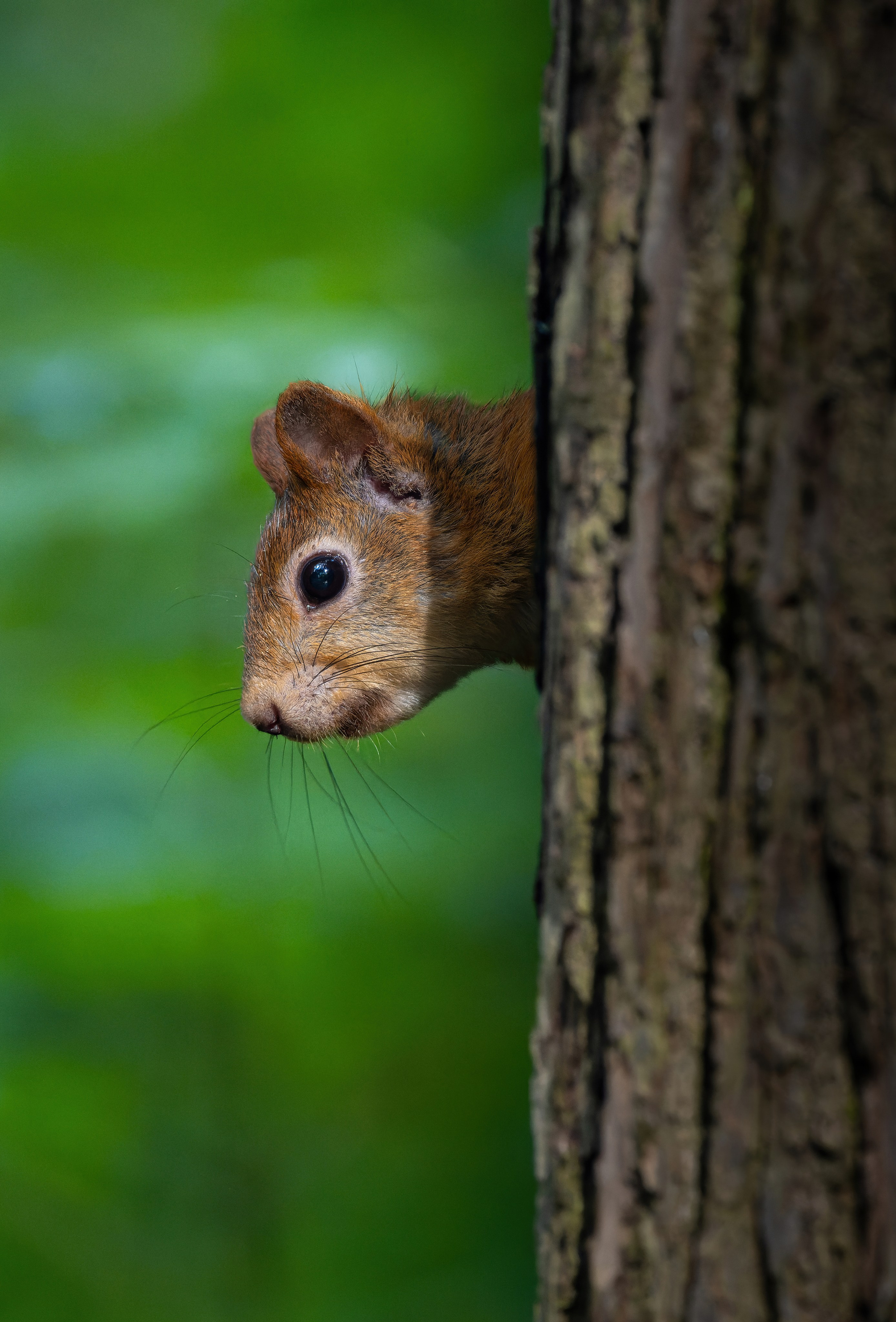 Птицы и животные. Oles Paritskiy