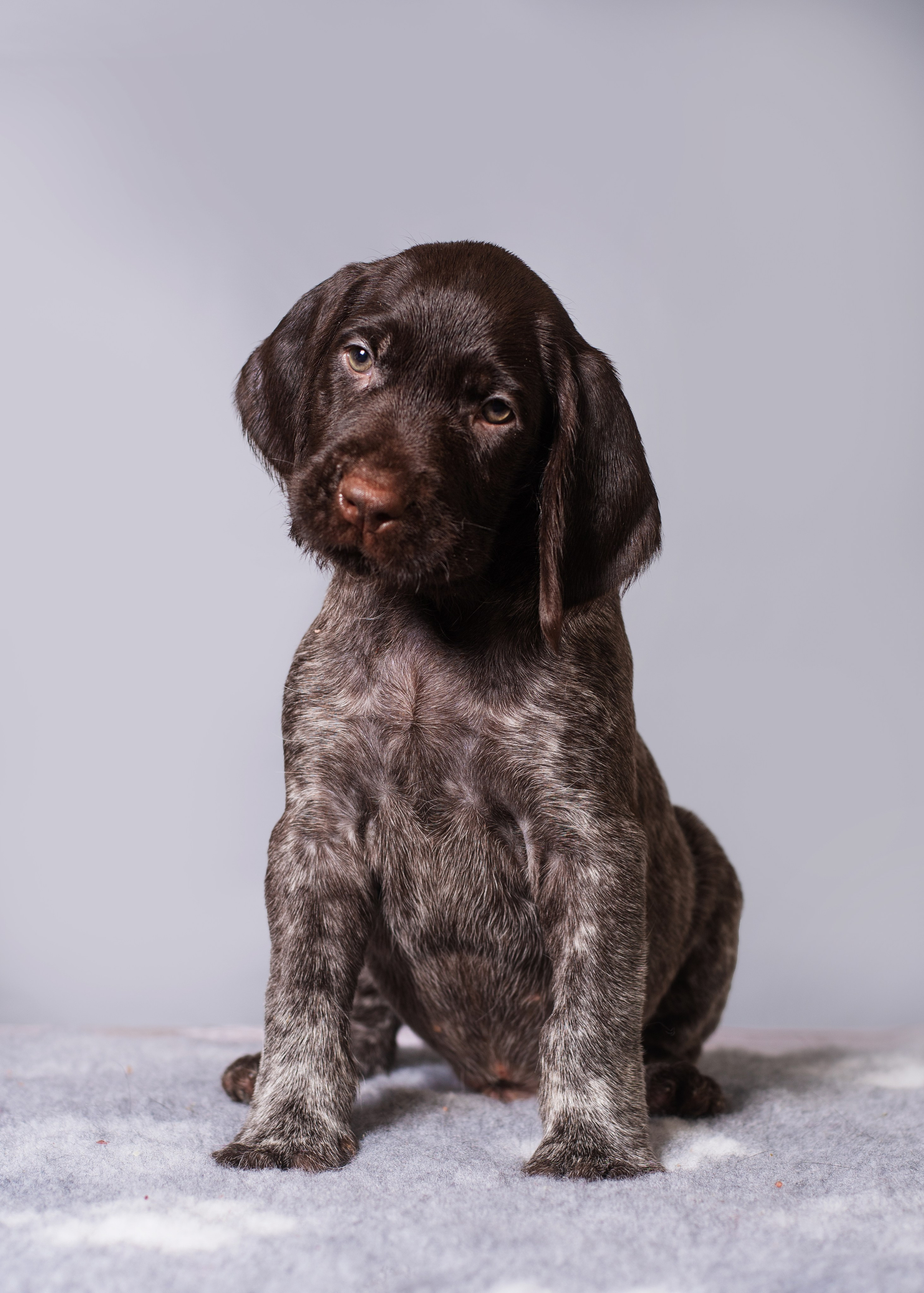 Дратхаарята. Дог-фотограф в Тюмени Александра Королева