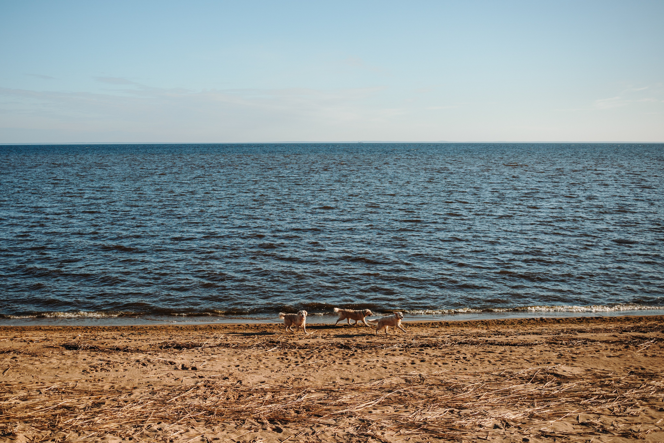 Катя и ее девочки. Фотограф — Анималист | Санкт-Петербург