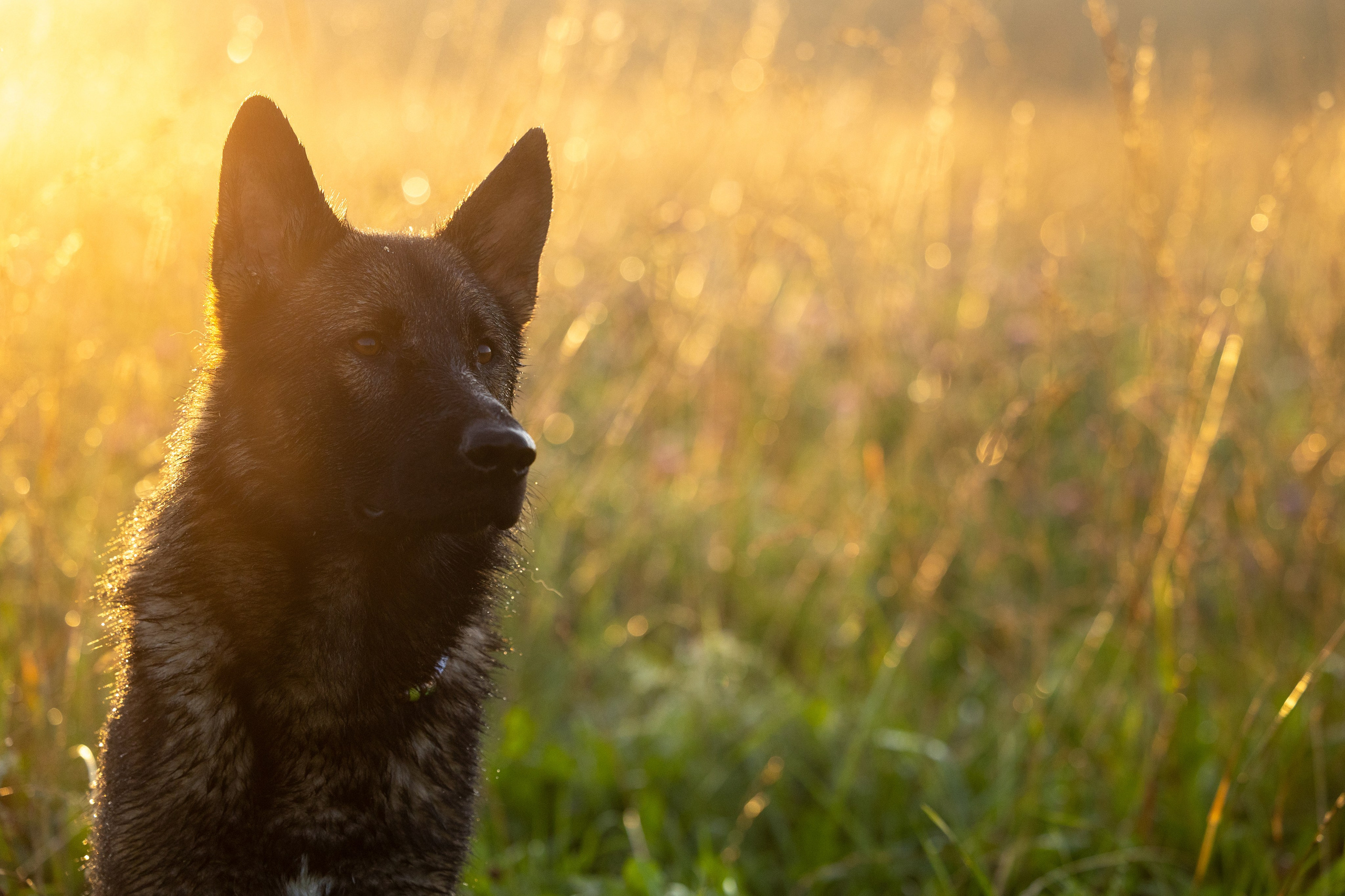 Немецкие овчарки Кетчер и Роскошь. Фотограф-анималист Natalia Deingel | Фотосъемка собак в Москве