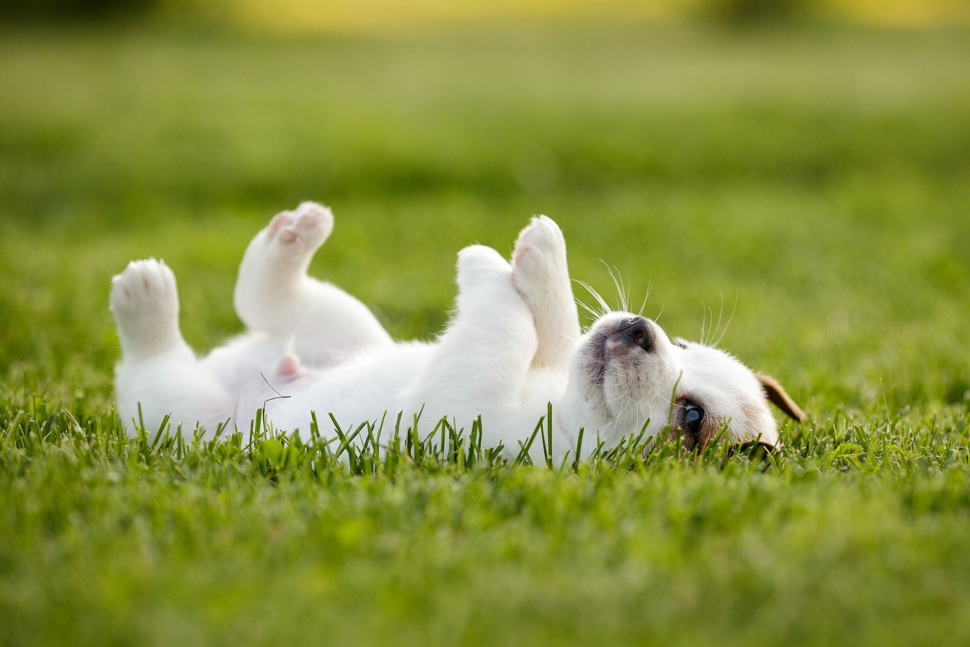 Фотосъёмки щенков. Фотограф-анималист Natalia Deingel | Фотосъемка собак в Москве