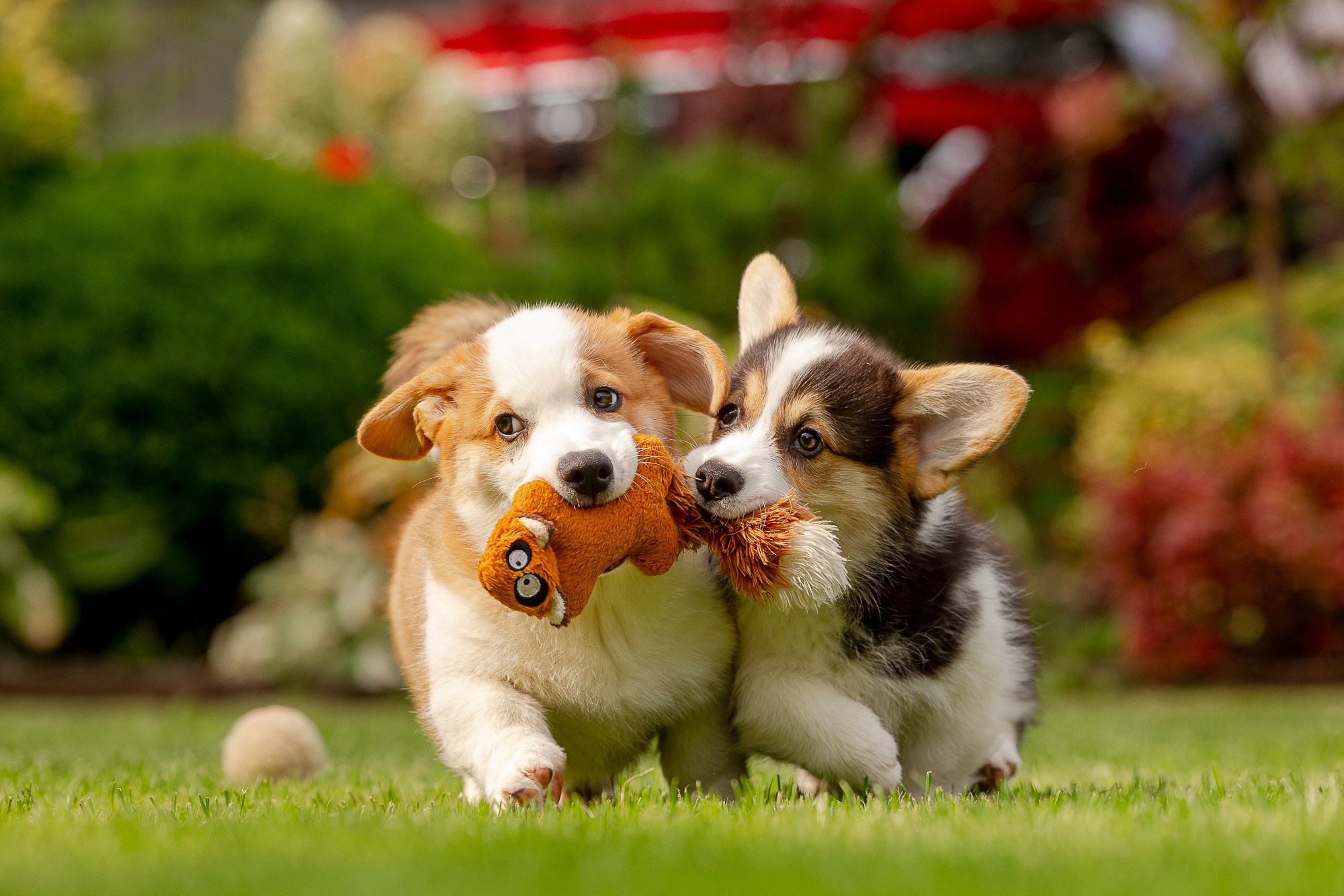 Фотосъёмки щенков. Фотограф-анималист Natalia Deingel | Фотосъемка собак в Москве