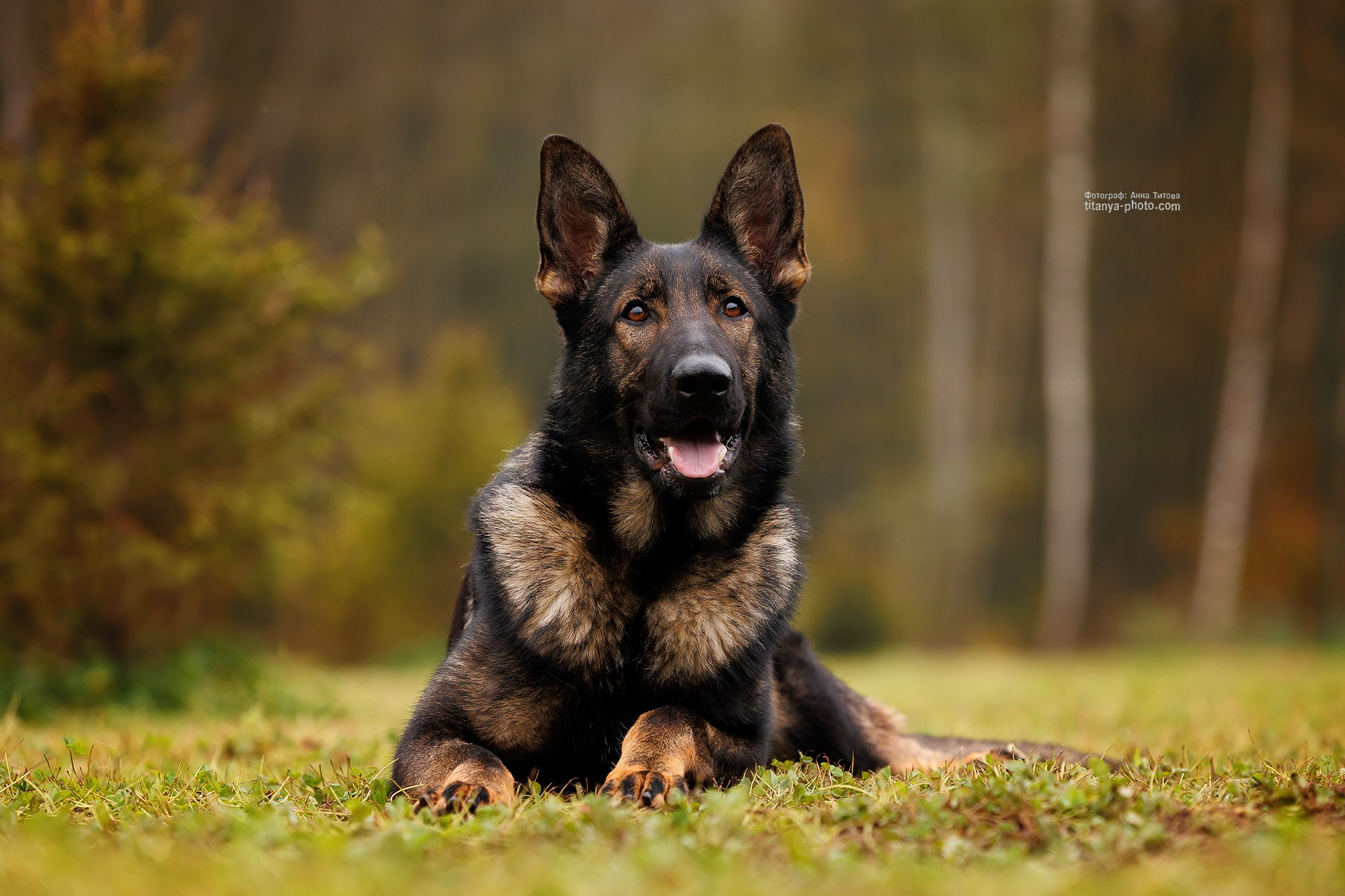 Фото немецких овчарок. Фотограф собак, фотограф-анималист Аня Титова (Titanya). Москва