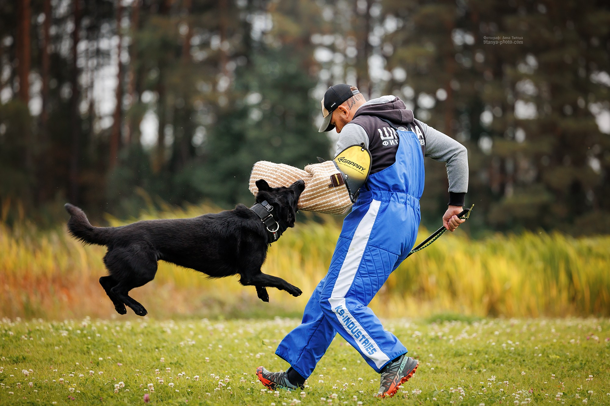 Тренировка по защите в питомнике немецких овчарок «Легенда Волги». Фотограф собак, фотограф-анималист Аня Титова (Titanya). Москва